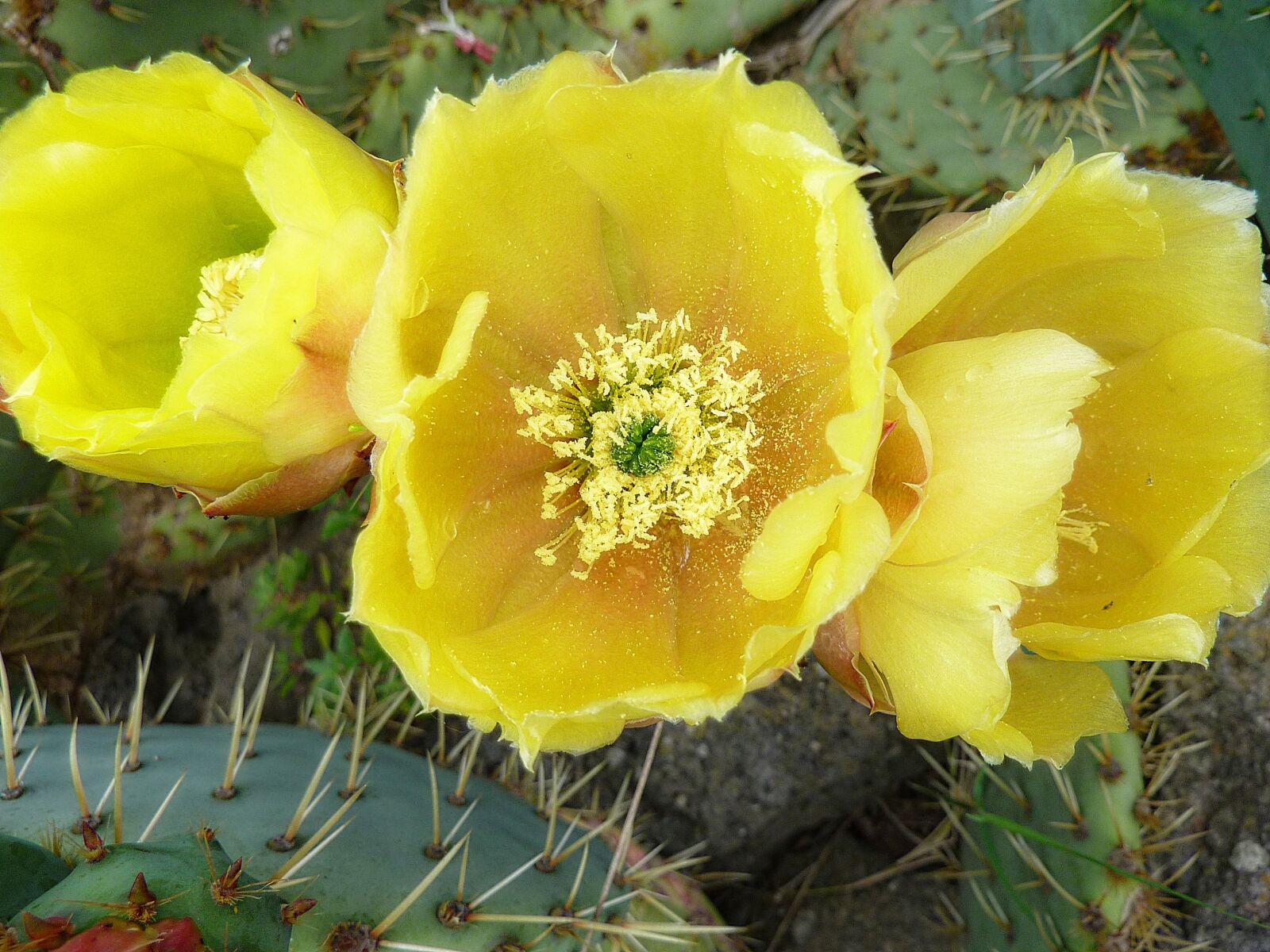 Panasonic DMC-TZ7 sample photo. Cactus, flower, yellow photography