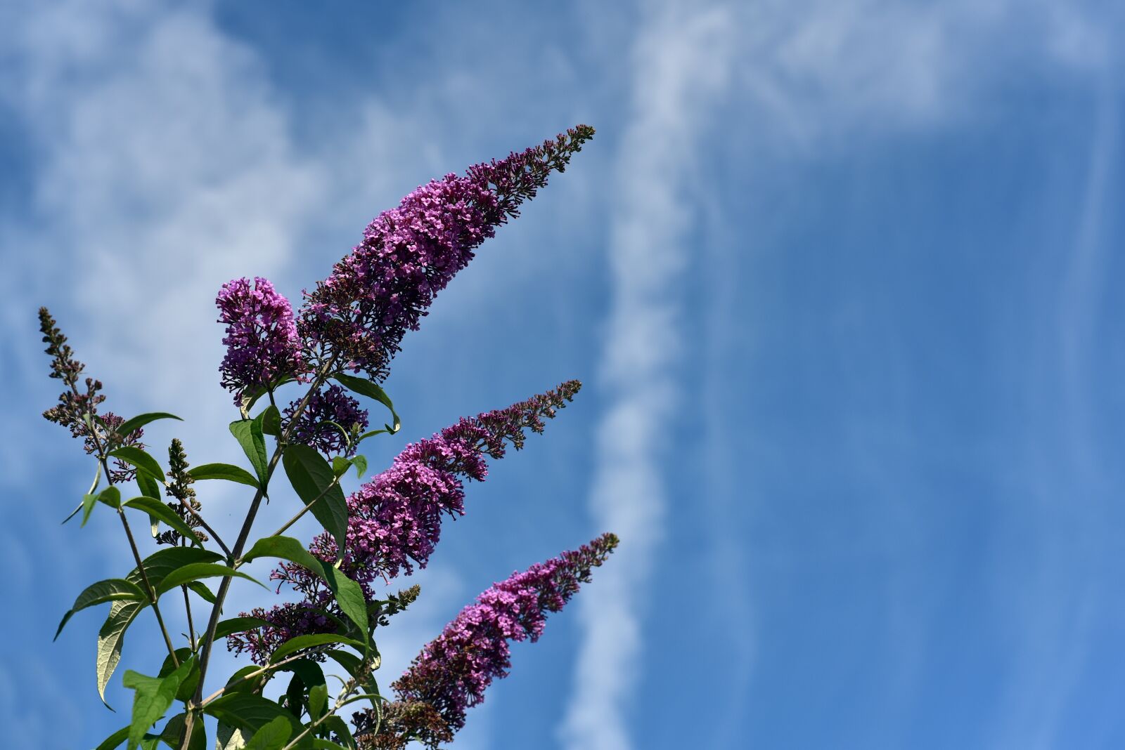 Nikon D750 sample photo. Lilac, sky, clouds photography