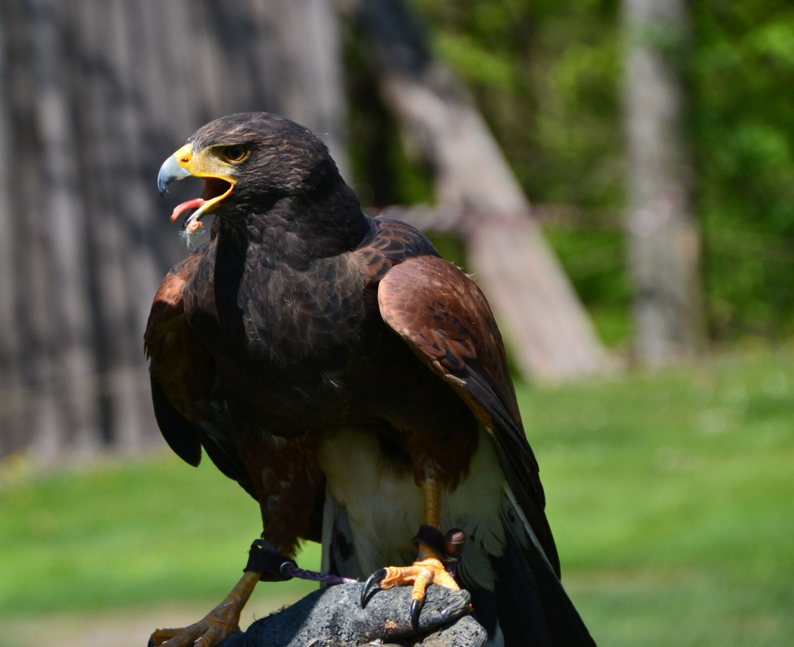 Nikon D3100 sample photo. Rapid, bird, predator photography