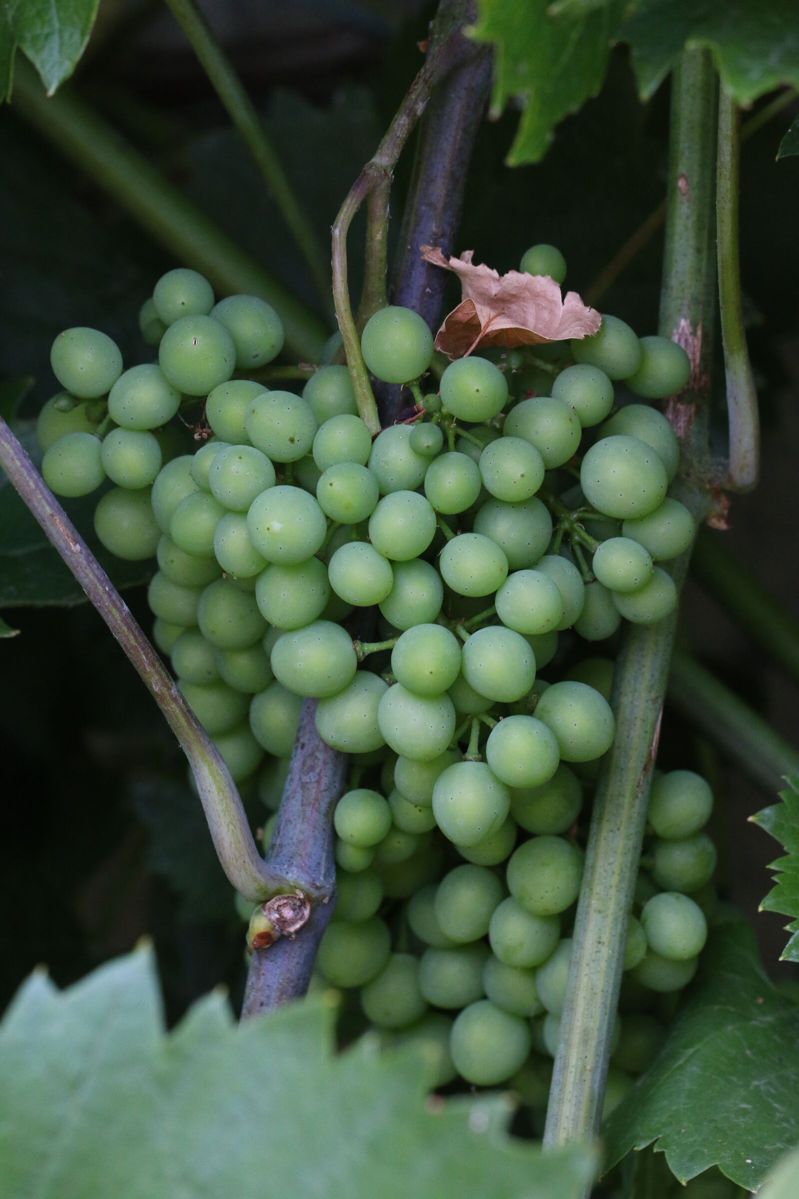 Canon EF 100mm F2.8L Macro IS USM sample photo. Grape, fruit, nature photography