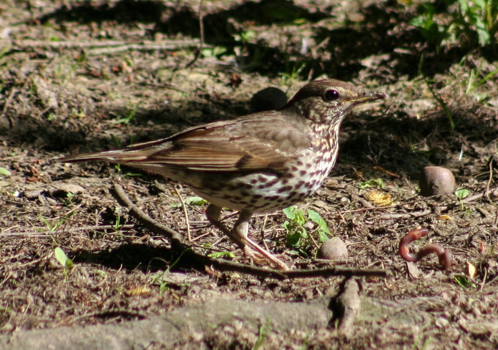 Canon EOS 350D (EOS Digital Rebel XT / EOS Kiss Digital N) sample photo. Bird, worm, food photography