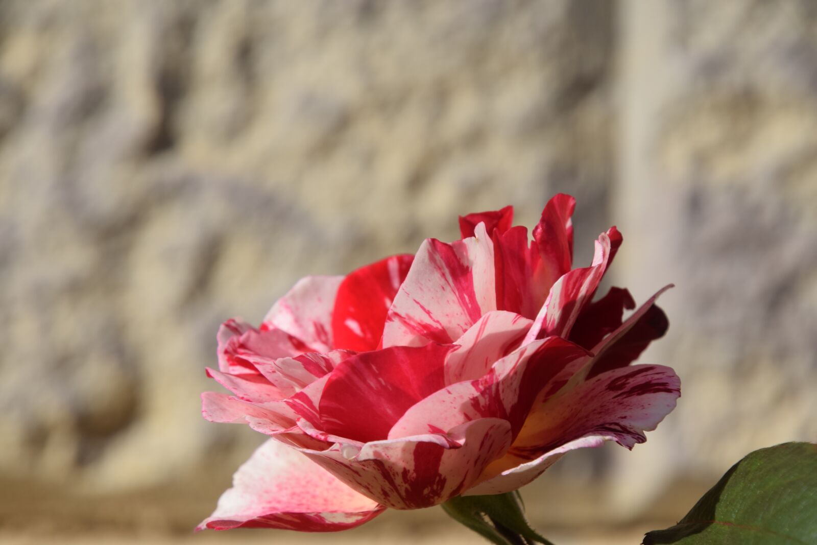 Nikon D5300 sample photo. Bicolor, rose, brave photography