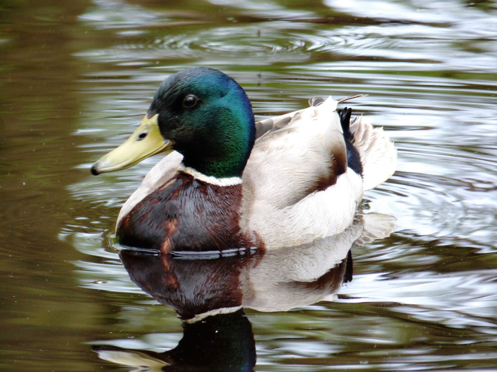 Panasonic DMC-FZ72 sample photo. Duck, water, animal photography