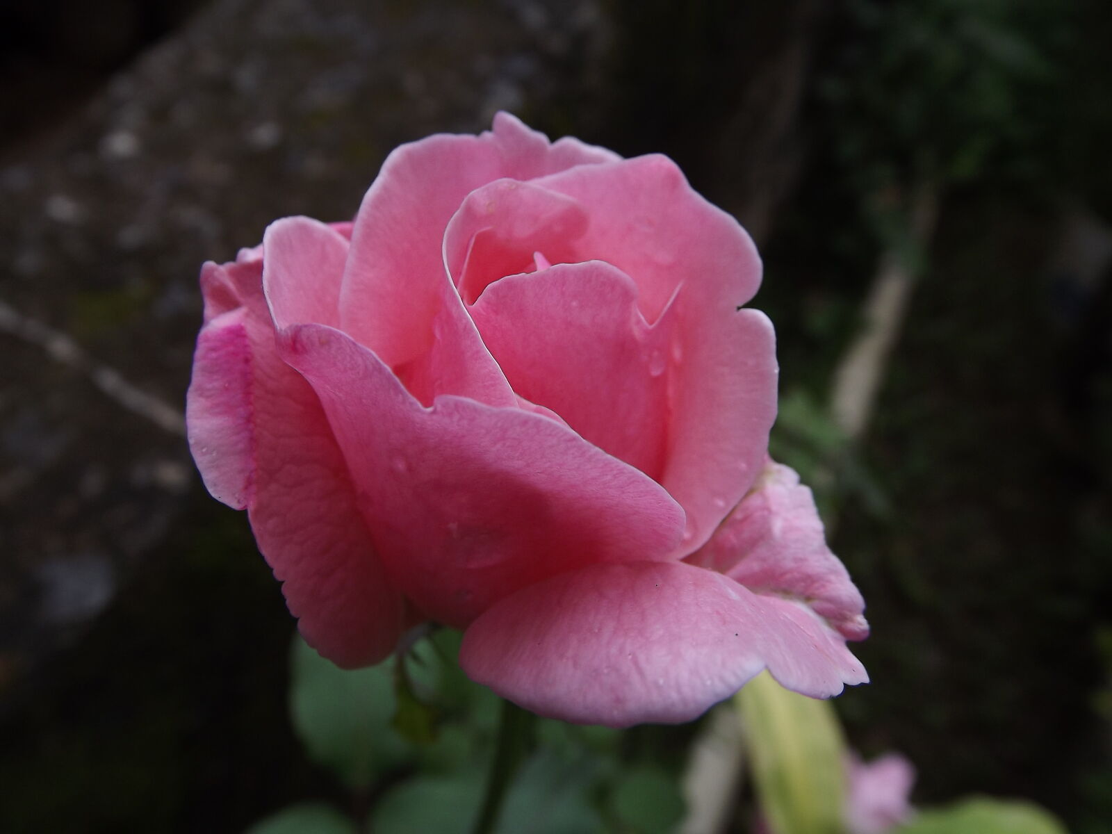FujiFilm FinePix S4000 (FinePix S4050) sample photo