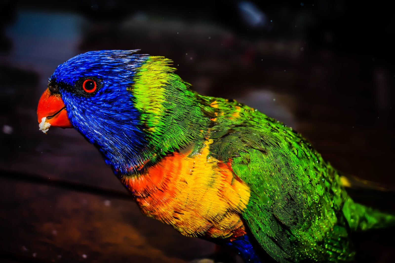 Nikon D3300 sample photo. Animal, avian, bird photography