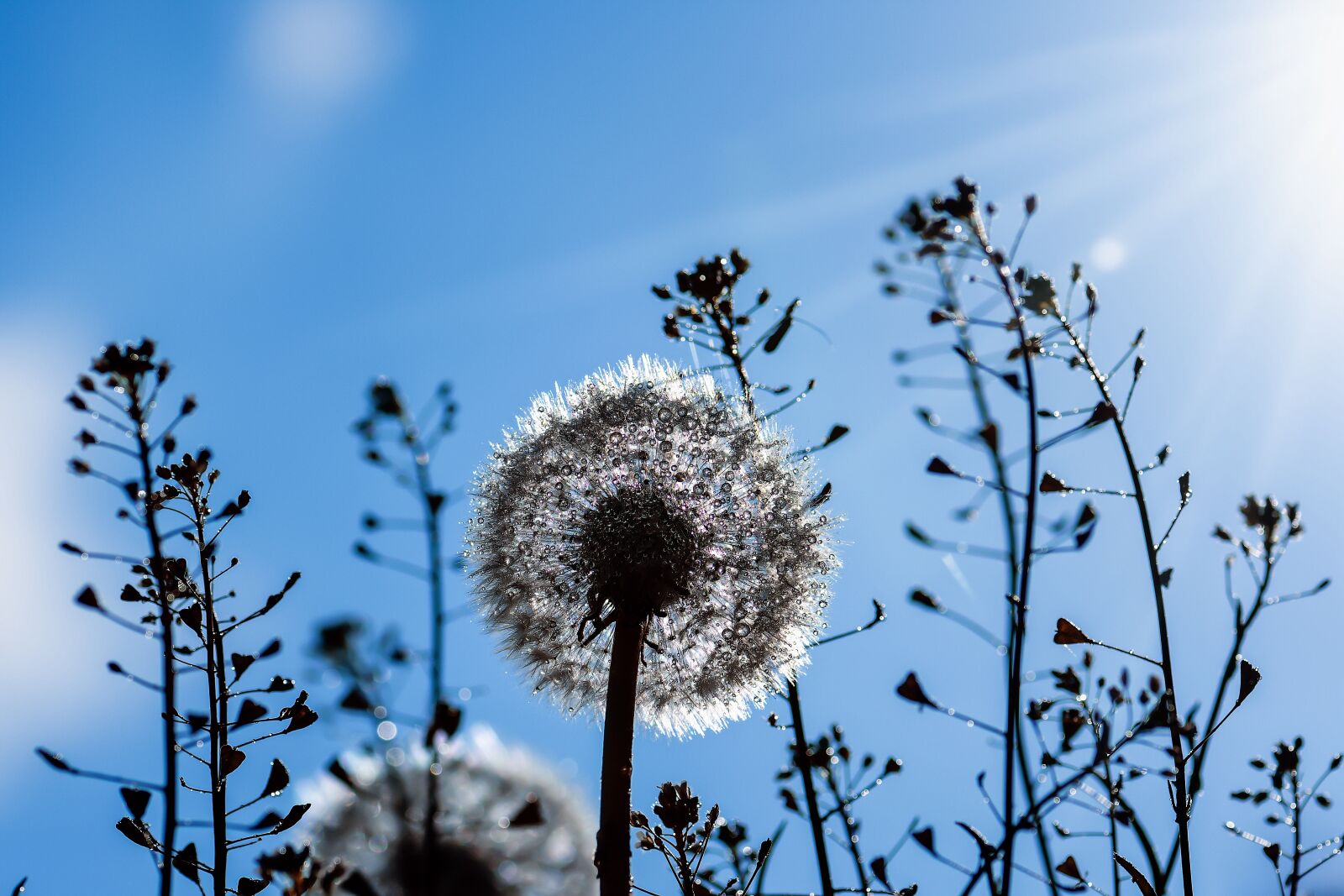 Nikon D7200 sample photo. Dandelion, seeds, drip photography
