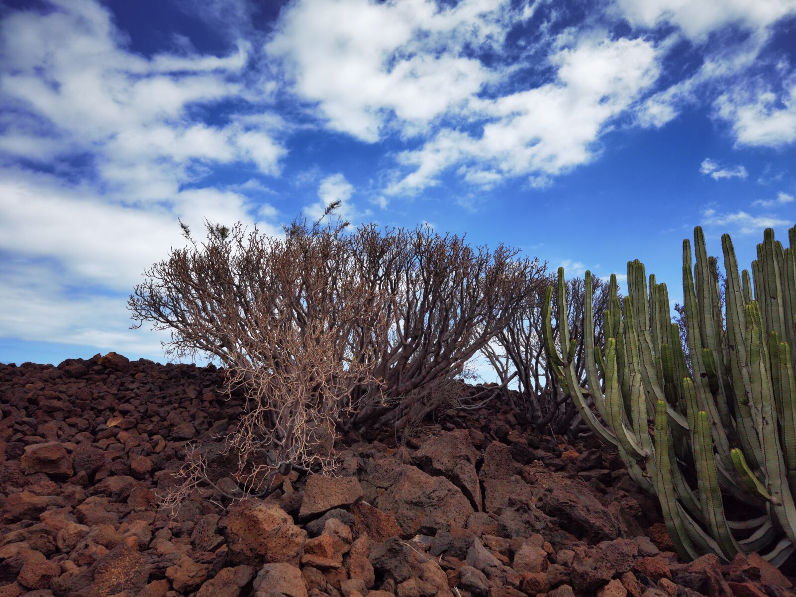 HUAWEI ELS-NX9 sample photo. Tenerife sky, cactus, plant photography