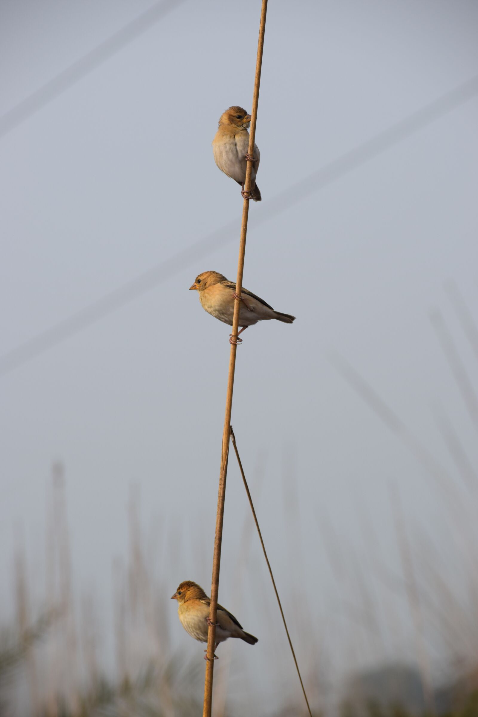 Nikon D5300 sample photo. Bird, wildlife, nature photography
