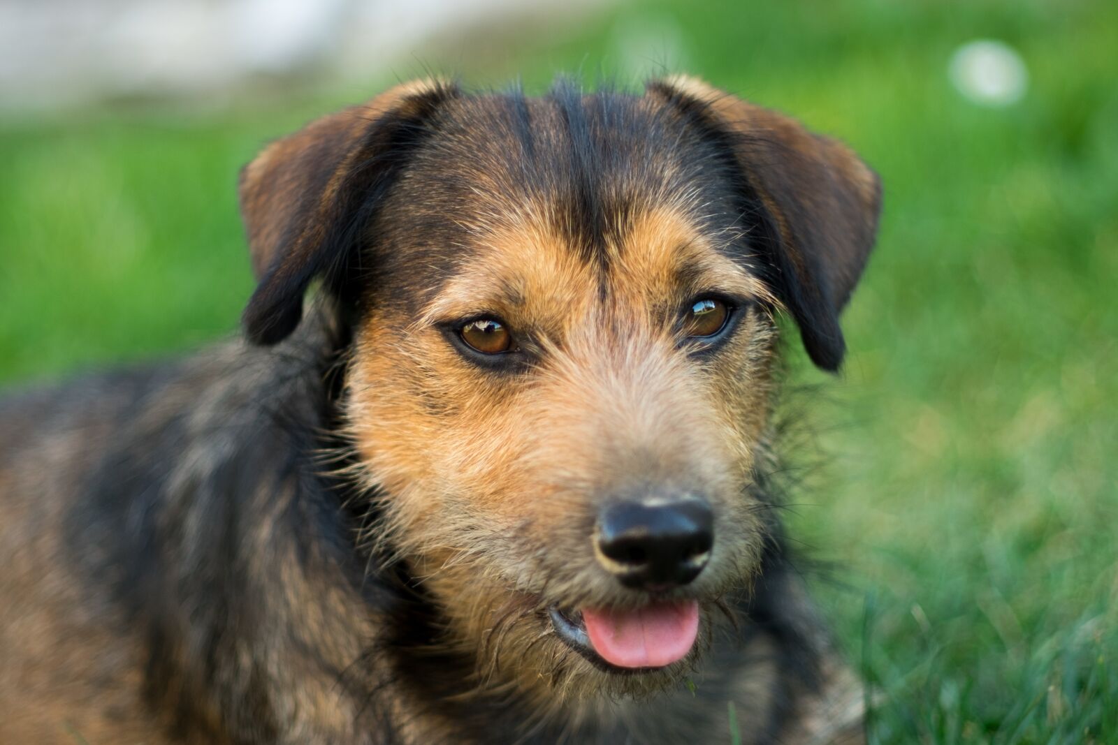 Fujifilm X-T10 sample photo. Dog, animal, puppy photography