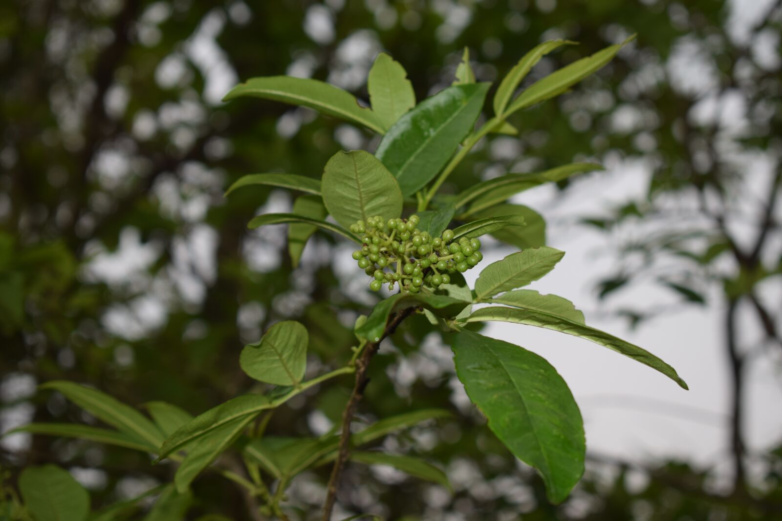 Nikon D5300 sample photo. Tree, leaf, forest photography