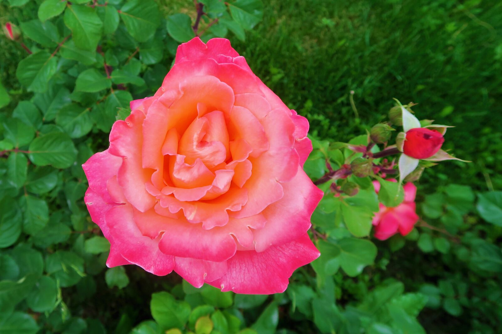 Canon PowerShot G7 X sample photo. Rose, nature, plant photography