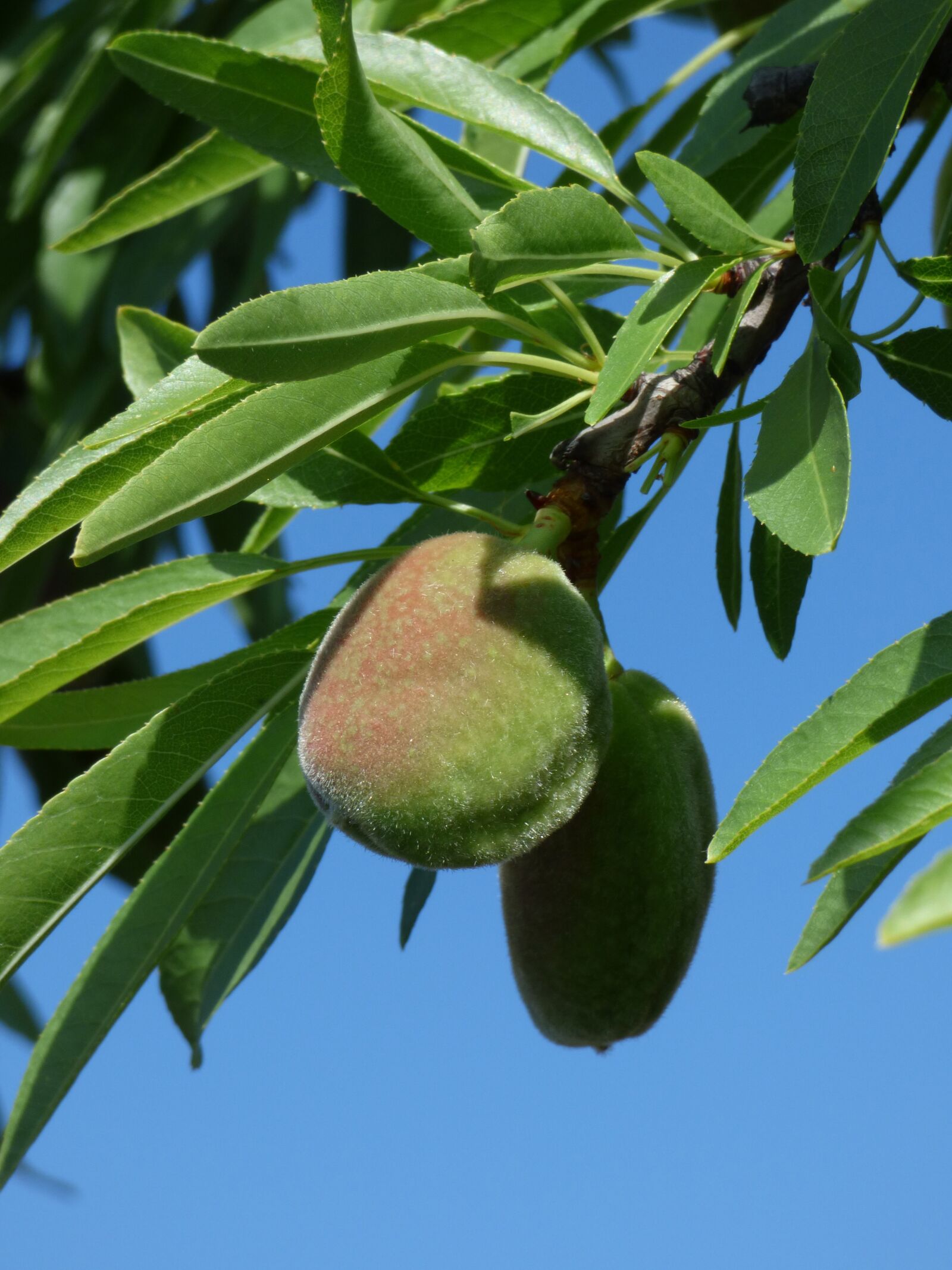 Panasonic Lumix DMC-FZ70 sample photo. Almond, almond tree, spring photography