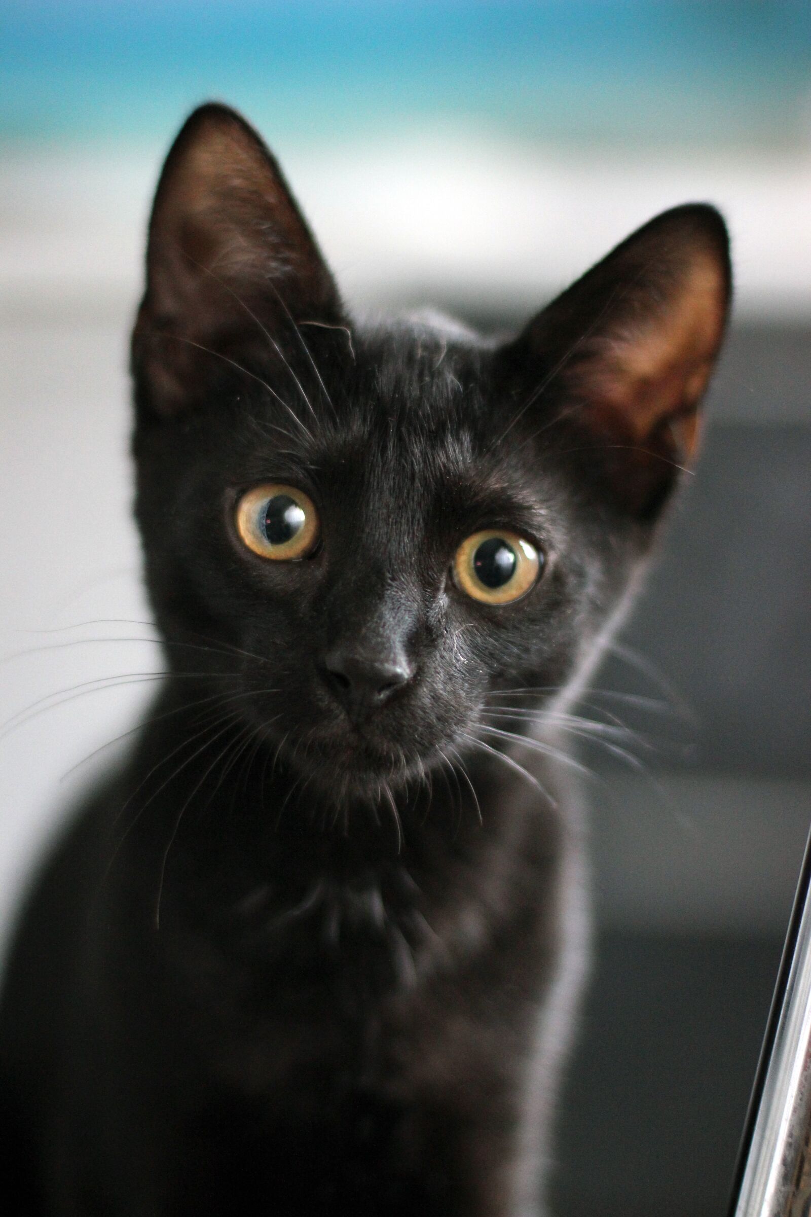 Canon EOS 600D (Rebel EOS T3i / EOS Kiss X5) + Canon EF 50mm F1.4 USM sample photo. Black cat, black kitten photography