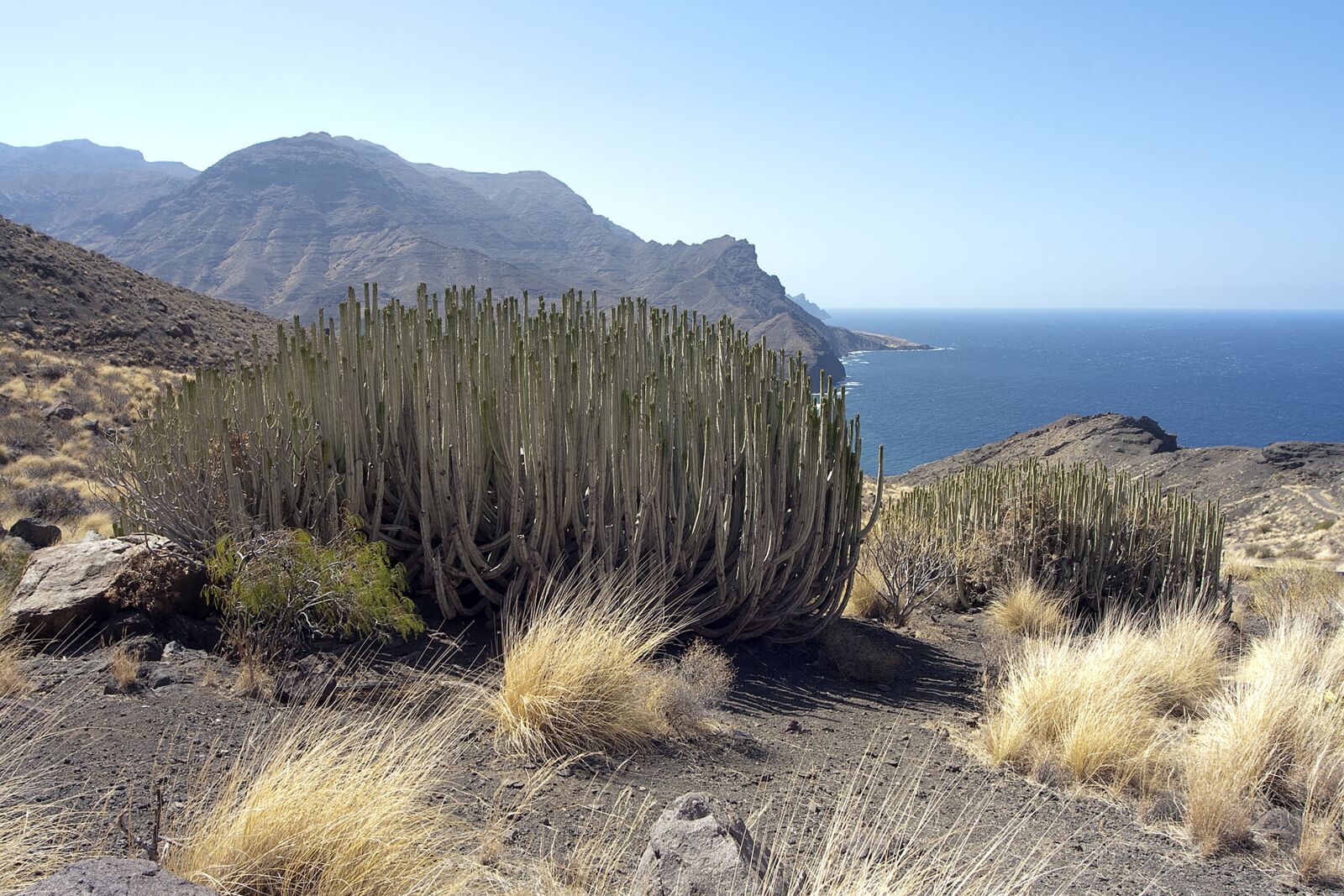 Canon EOS 350D (EOS Digital Rebel XT / EOS Kiss Digital N) sample photo. Gran canaria, euphorbia, landscape photography