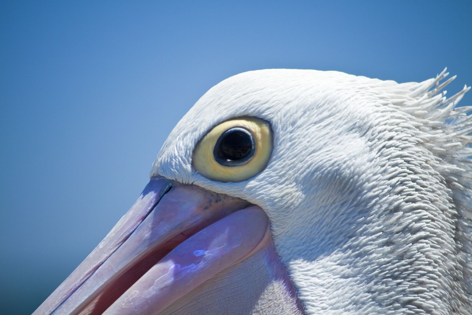 Canon EOS 50D sample photo. Pelican, bird, coast photography