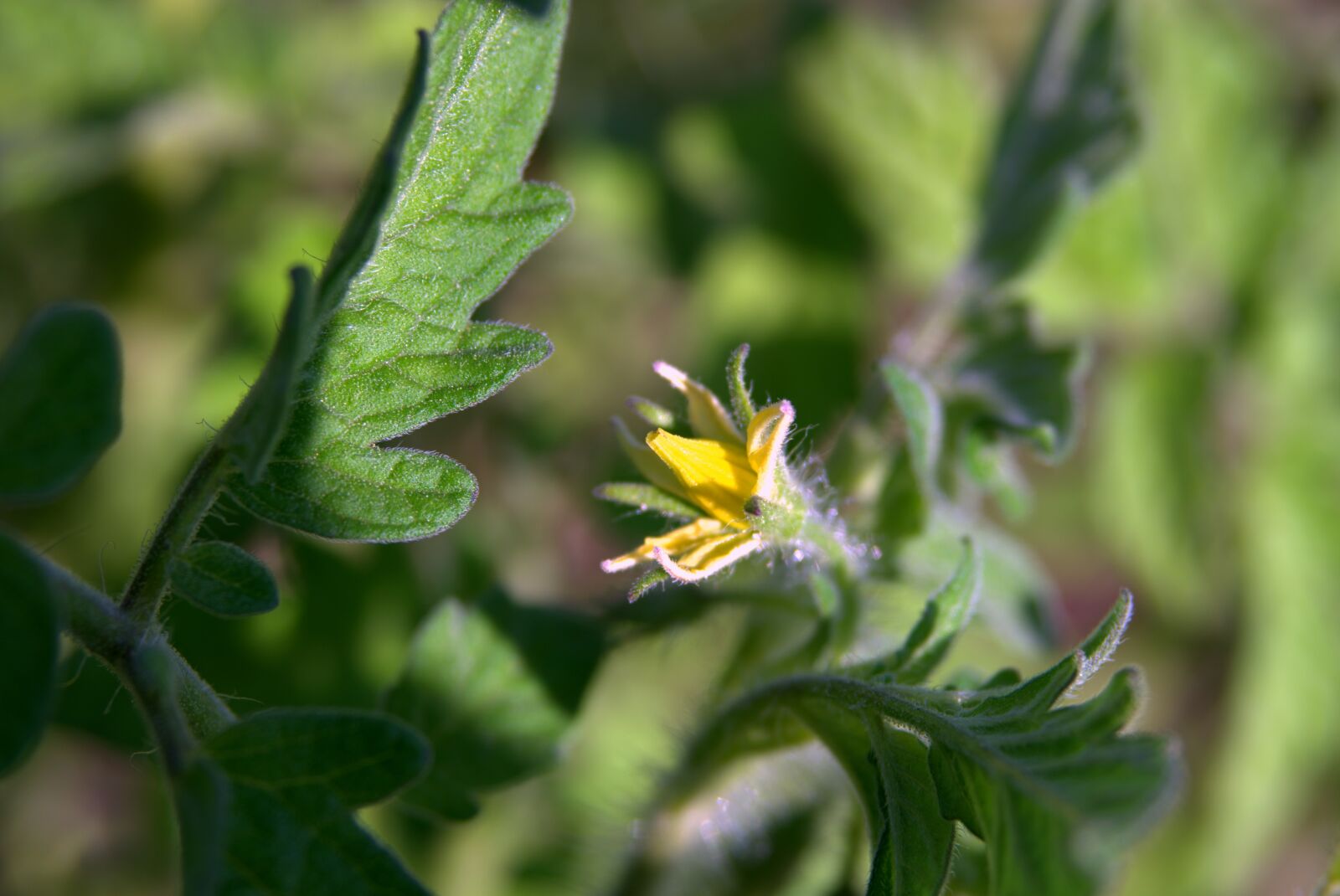 Pentax K-S2 sample photo. Tomato flower, tomato, blooming photography
