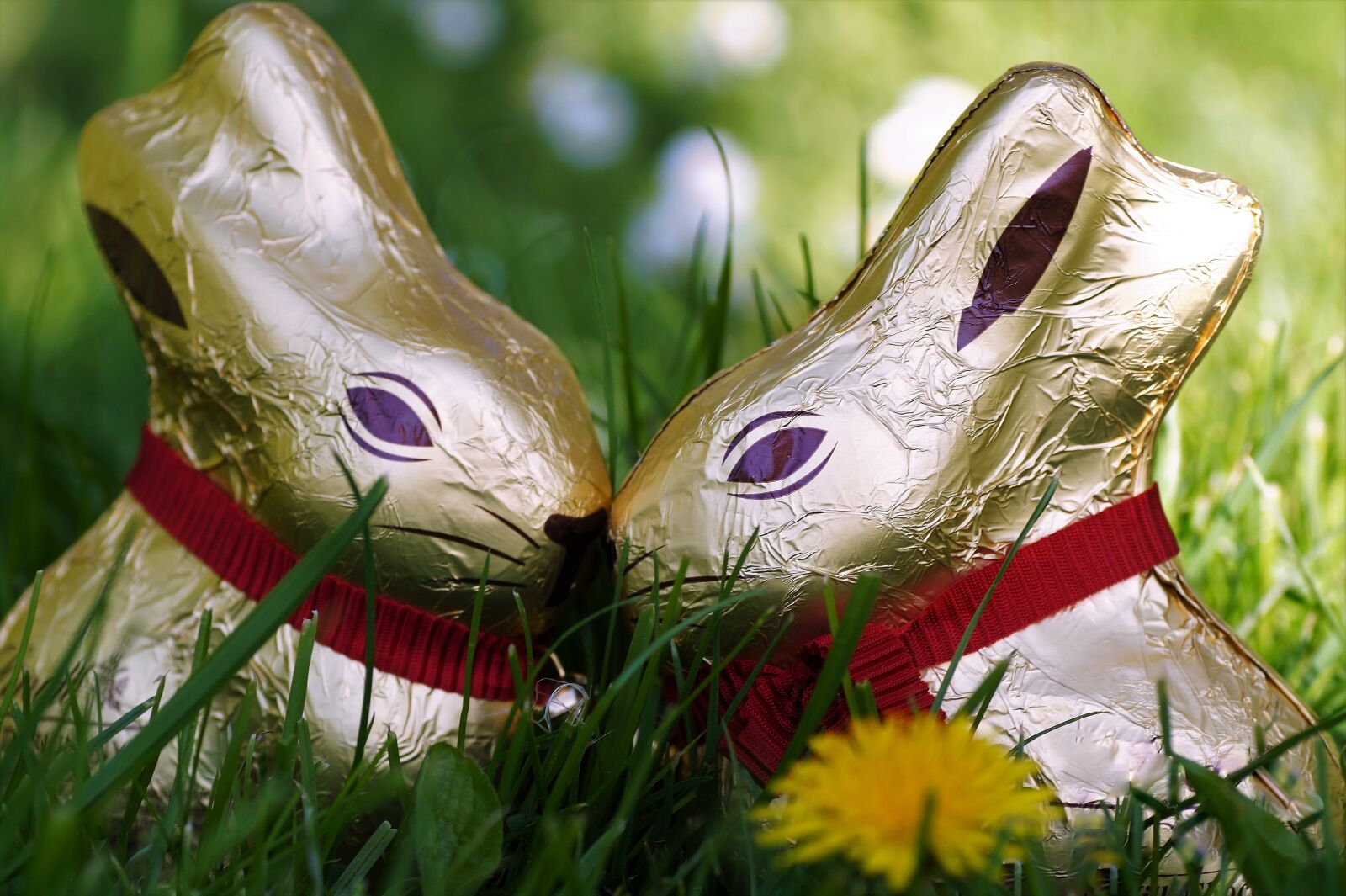 Sony SLT-A58 sample photo. Chocolate, bunny girl, easter photography