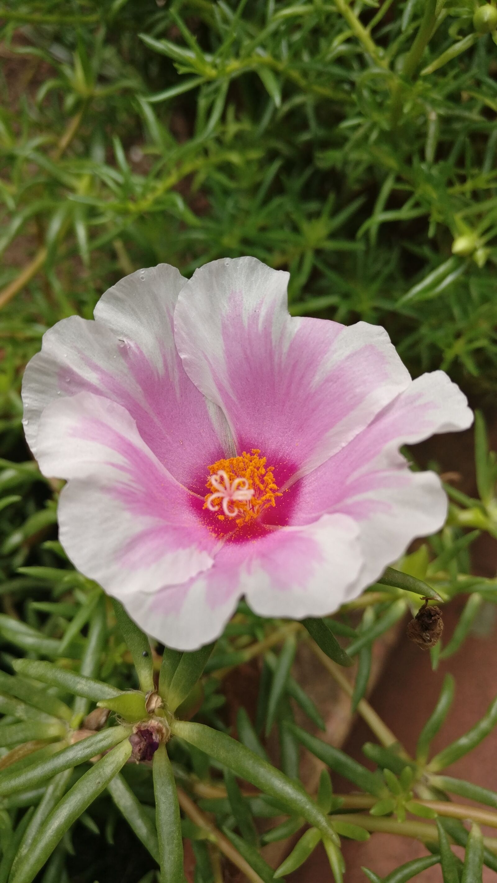 OnePlus A3003 sample photo. Flower, white, pink photography