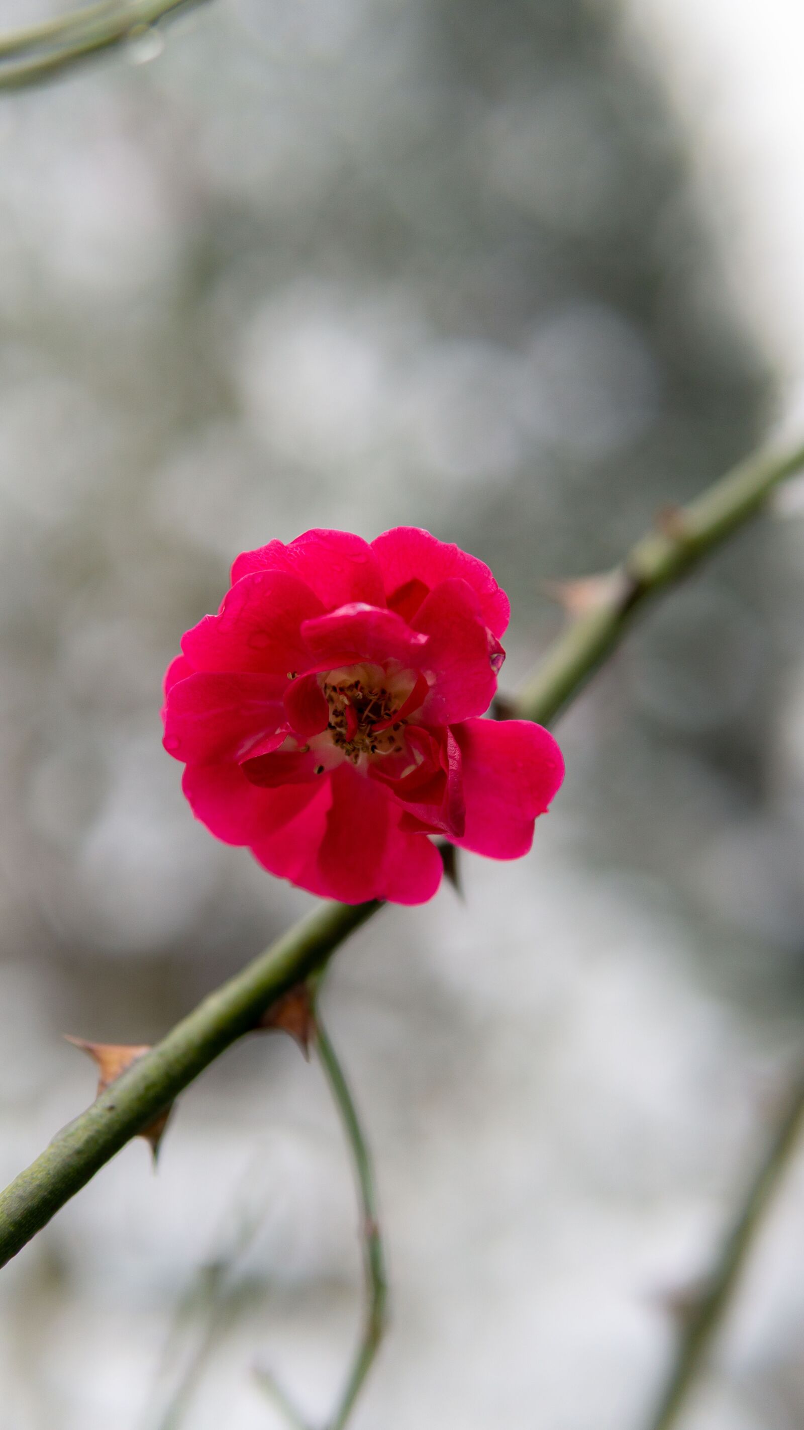 Sony a5100 sample photo. Flower, branch, red flowers photography