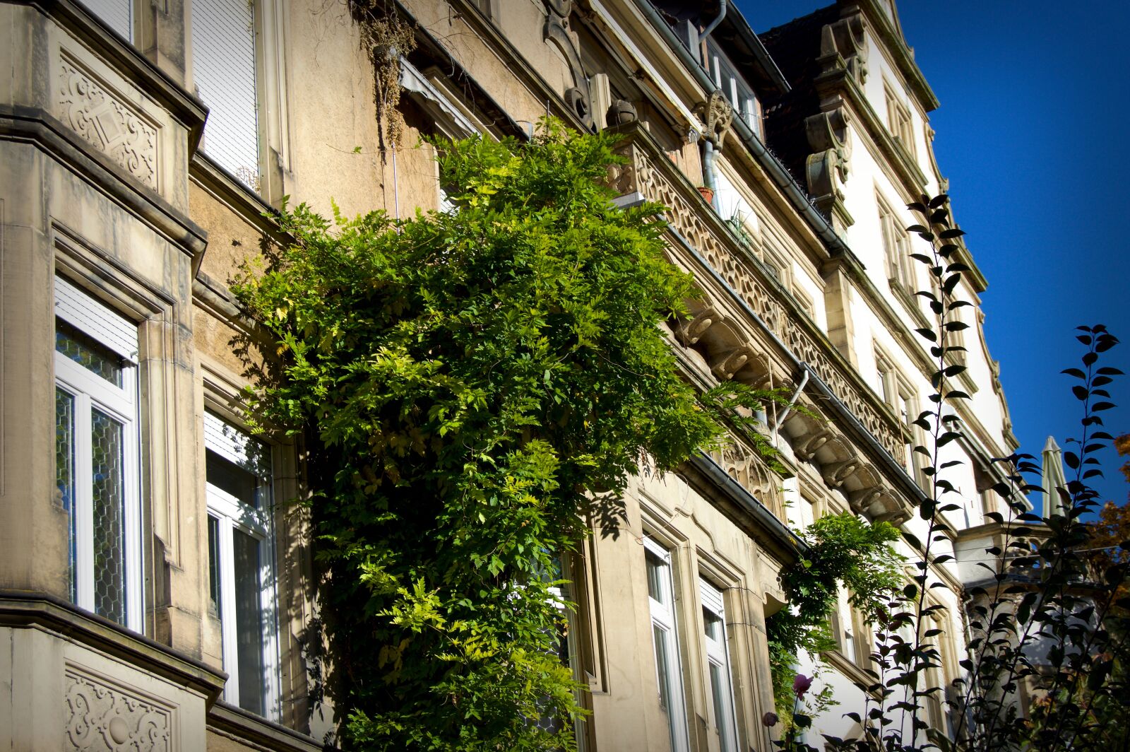 Nikon D3200 sample photo. Heidelberg, weststadt, deciduous tree photography