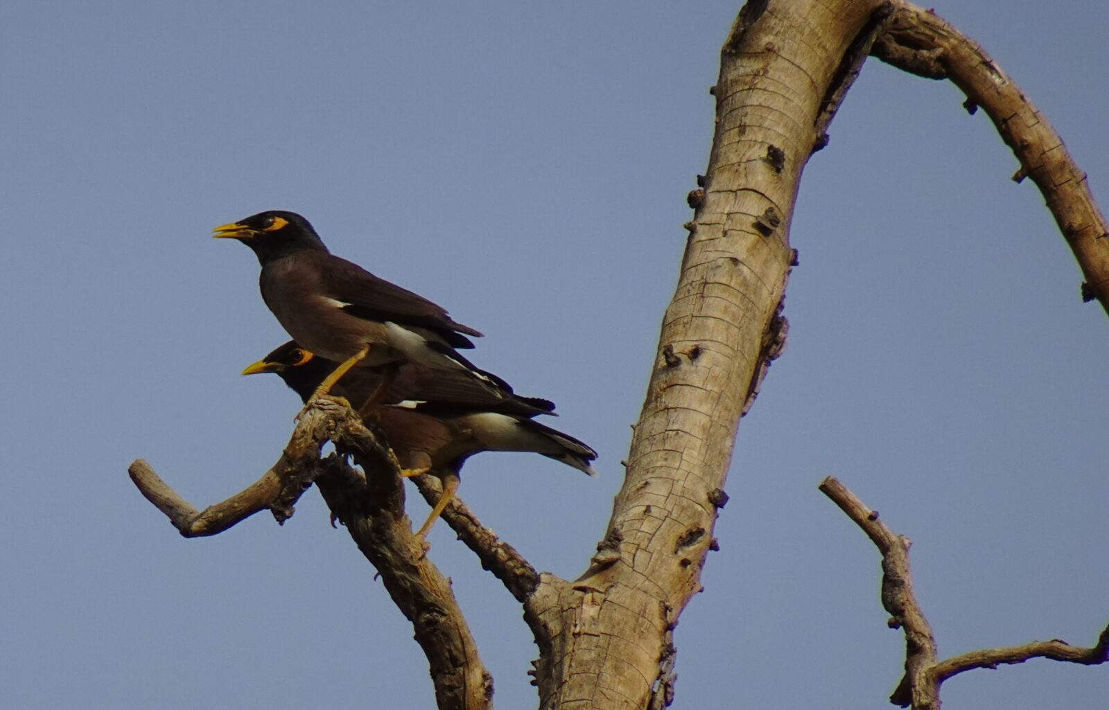 Sony DSC-WX800 sample photo. Common myna, indian myna photography