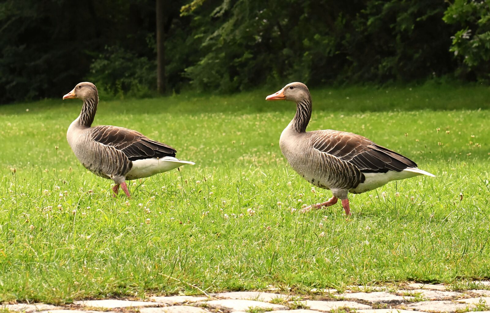 Nikon D7200 sample photo. Geese, wild geese, waterfowl photography
