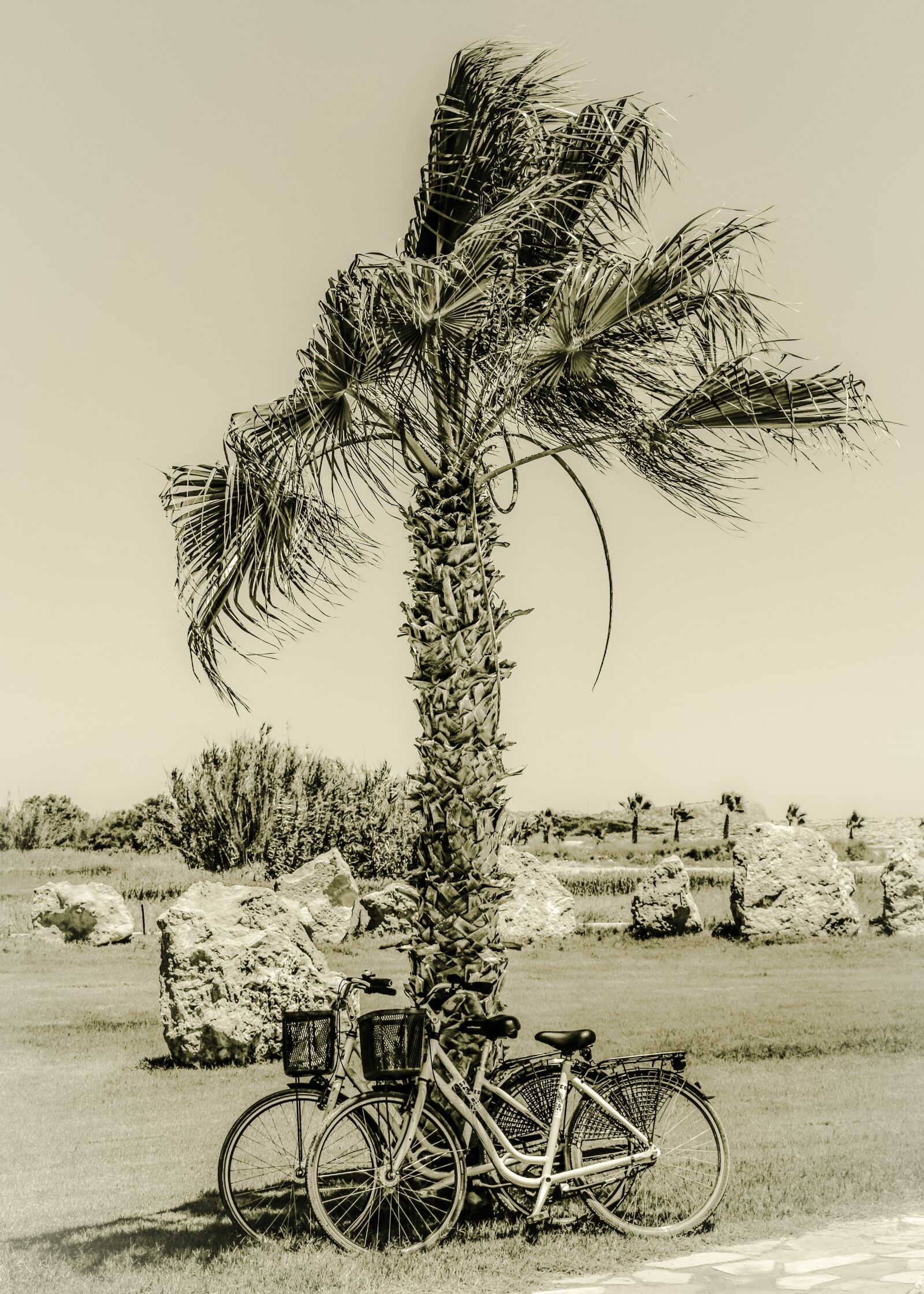 Nikon D3300 sample photo. Palm, bikes, landscape photography