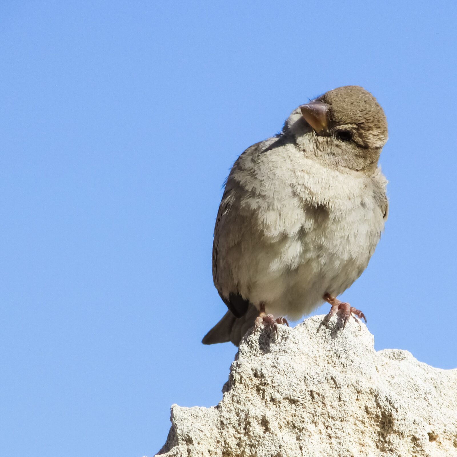 Canon PowerShot SX400 IS sample photo. Sparrow, sitting, looking photography