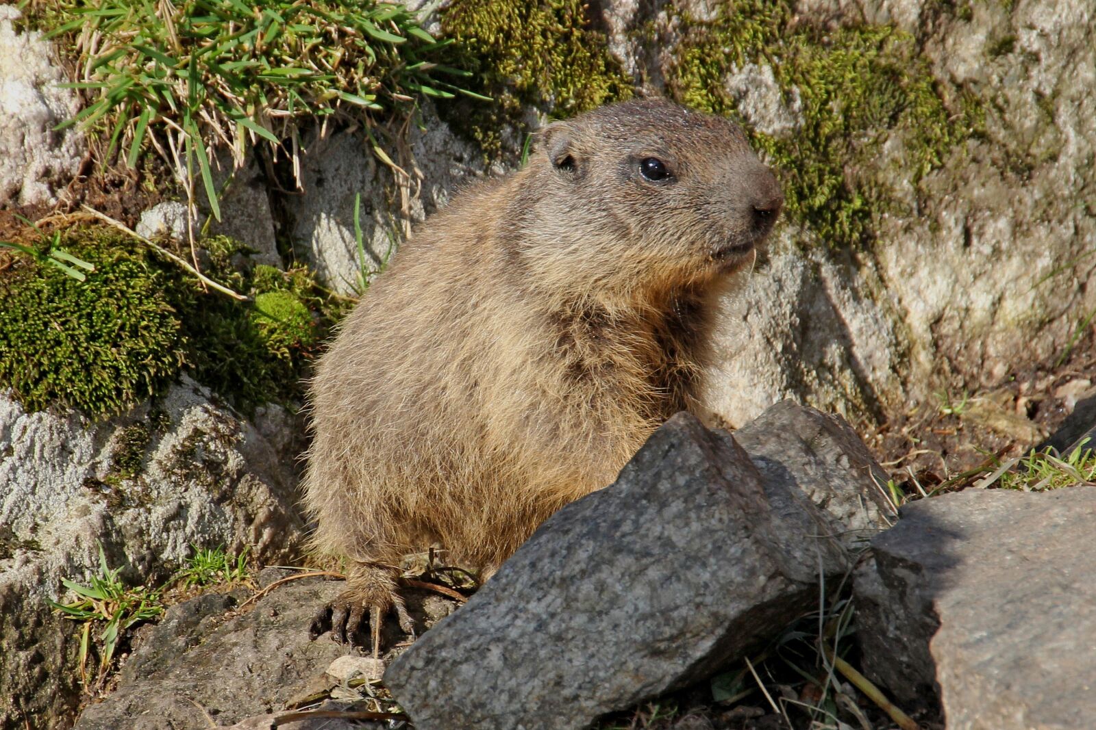 Canon EOS 60D sample photo. Marmot, animal, rodent photography