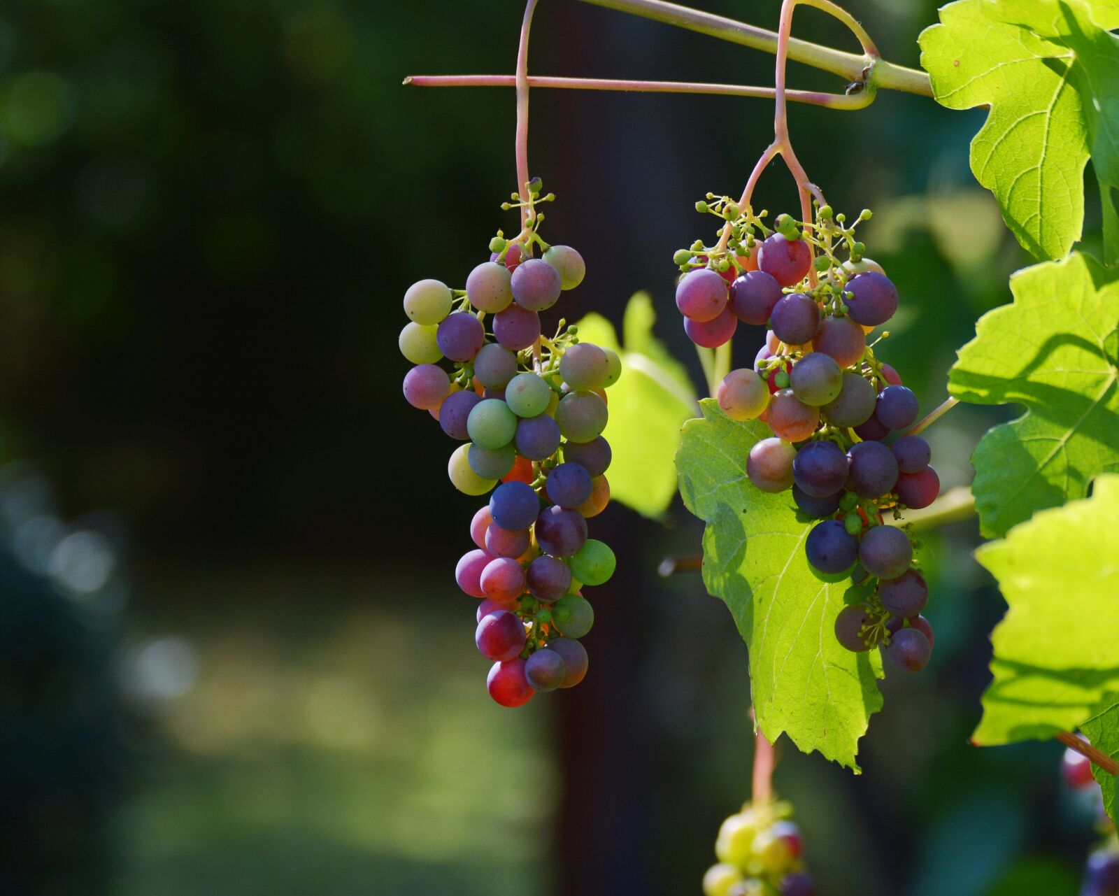 Nikon D5200 sample photo. Grapes, vine, red grapes photography