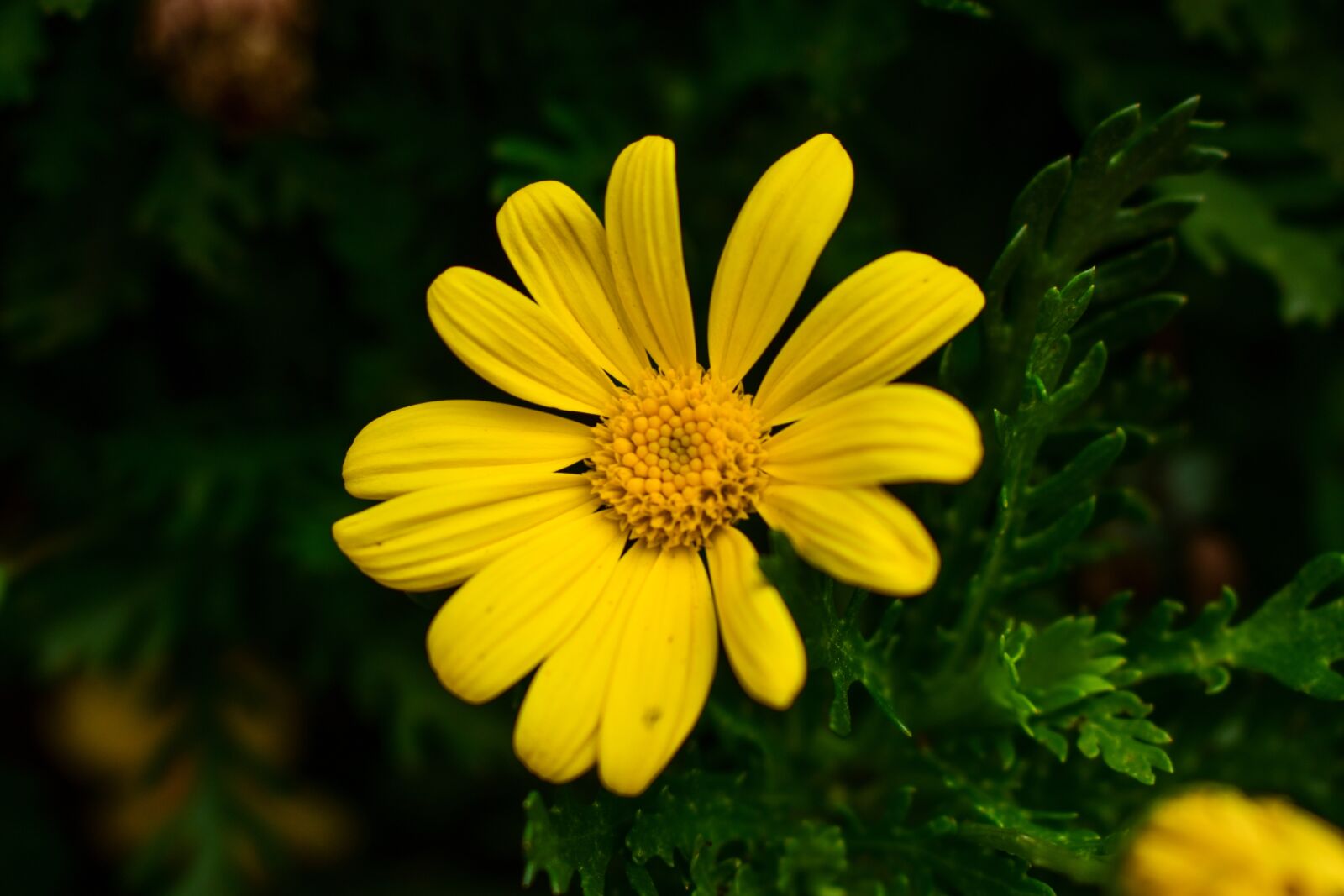 Nikon D3400 sample photo. Nature, plant, flower photography