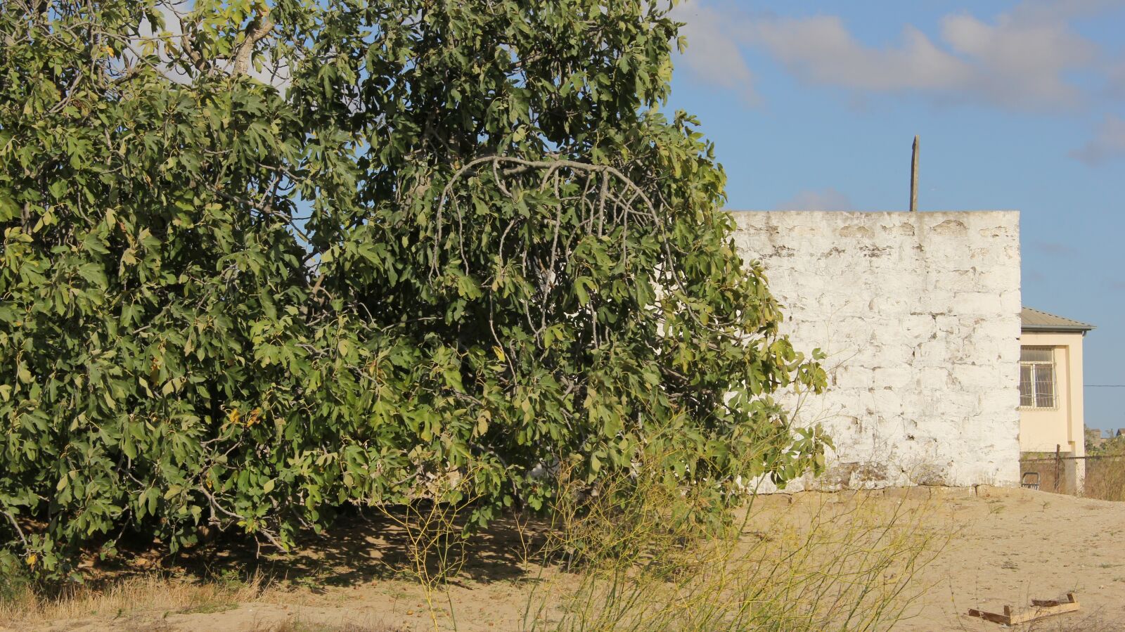 Canon EOS 60D sample photo. дерево, инжир, маштаги photography