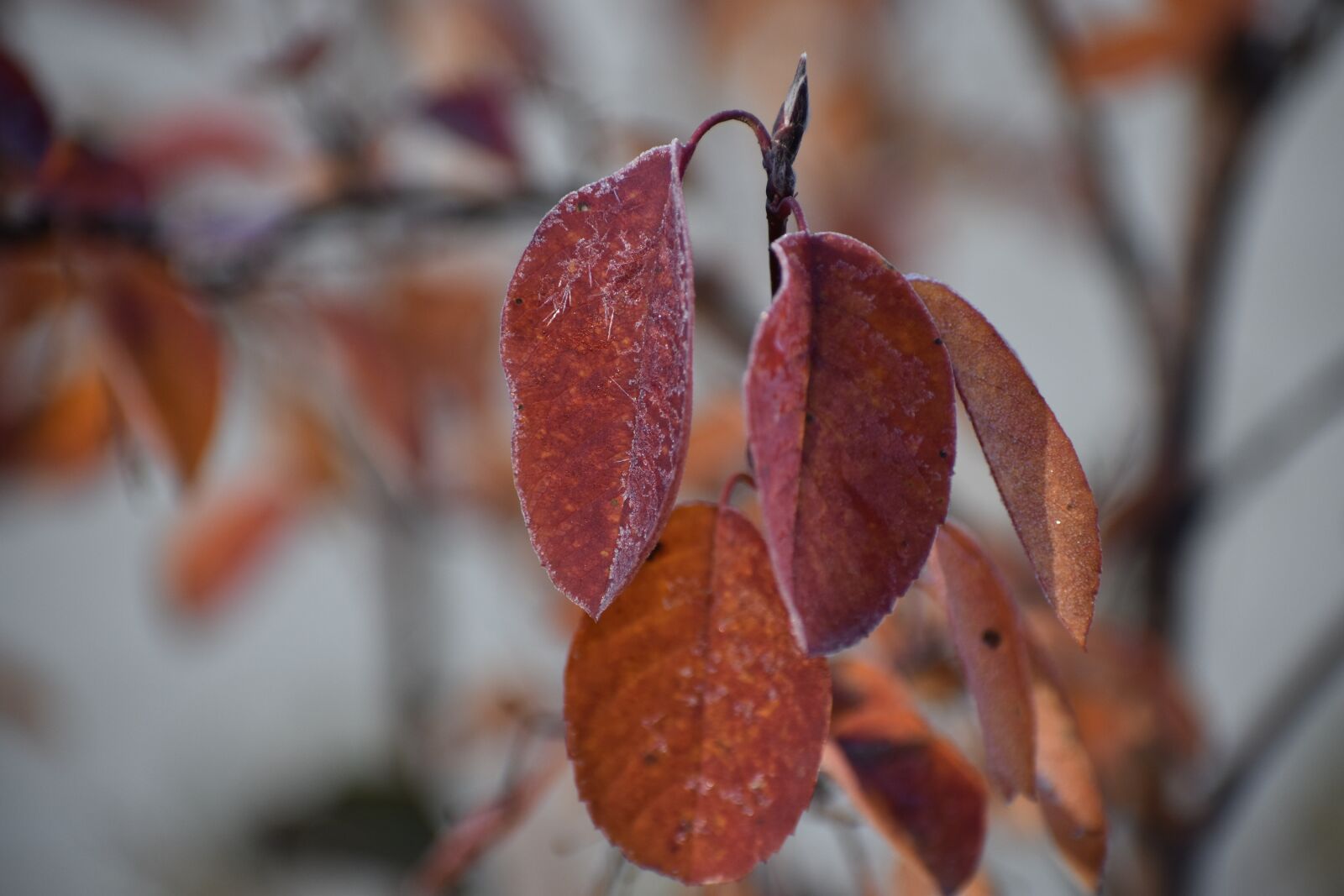 Nikon D3400 sample photo. Autumn, leann, frost photography