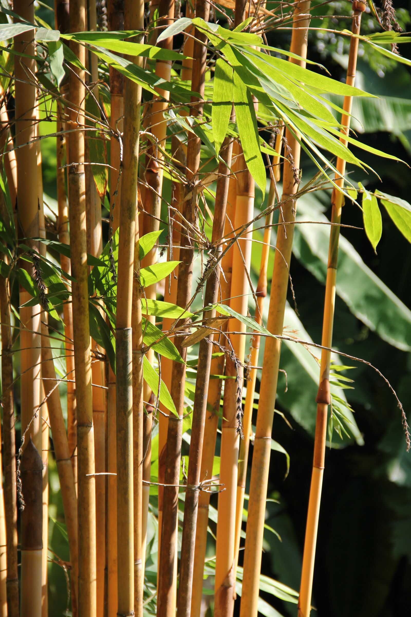 Canon EOS 550D (EOS Rebel T2i / EOS Kiss X4) sample photo. Laos, garden, bamboo photography