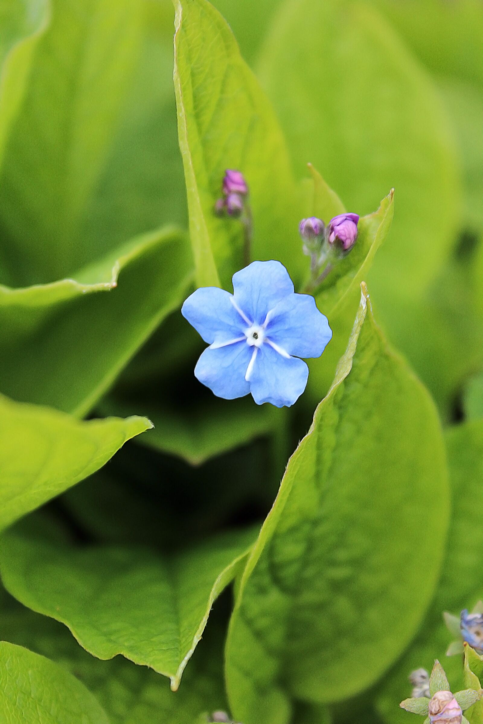 Canon EOS 1200D (EOS Rebel T5 / EOS Kiss X70 / EOS Hi) sample photo. Spring flower, spring, springtime photography