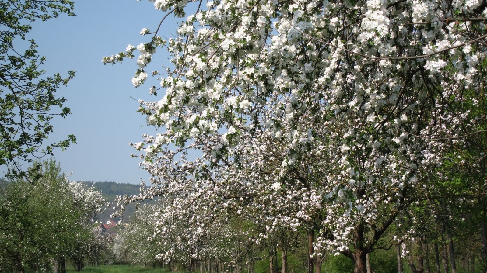 Canon PowerShot S95 sample photo. Tree, cherry wood, season photography