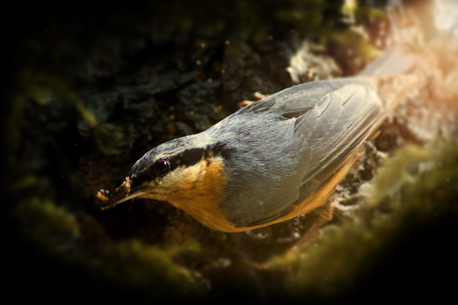 Canon EOS 750D (EOS Rebel T6i / EOS Kiss X8i) sample photo. Kleiber, passerine birds passeriformes photography