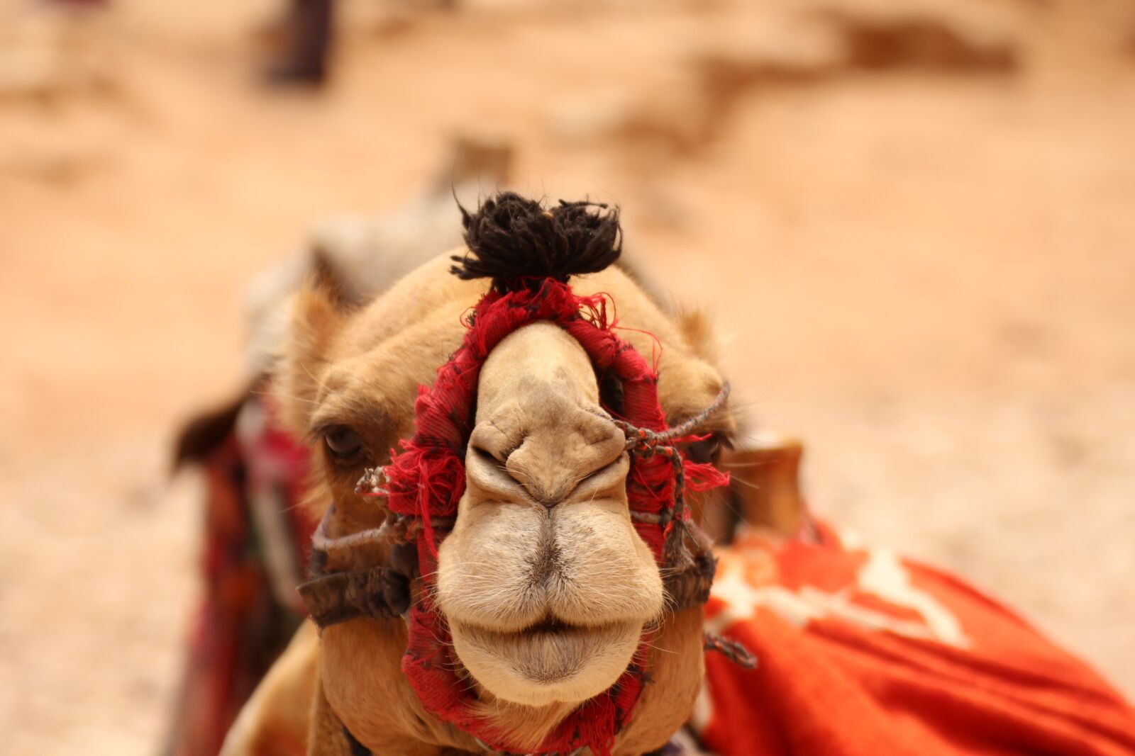 Canon EOS 1200D (EOS Rebel T5 / EOS Kiss X70 / EOS Hi) sample photo. Orient, camel, far east photography