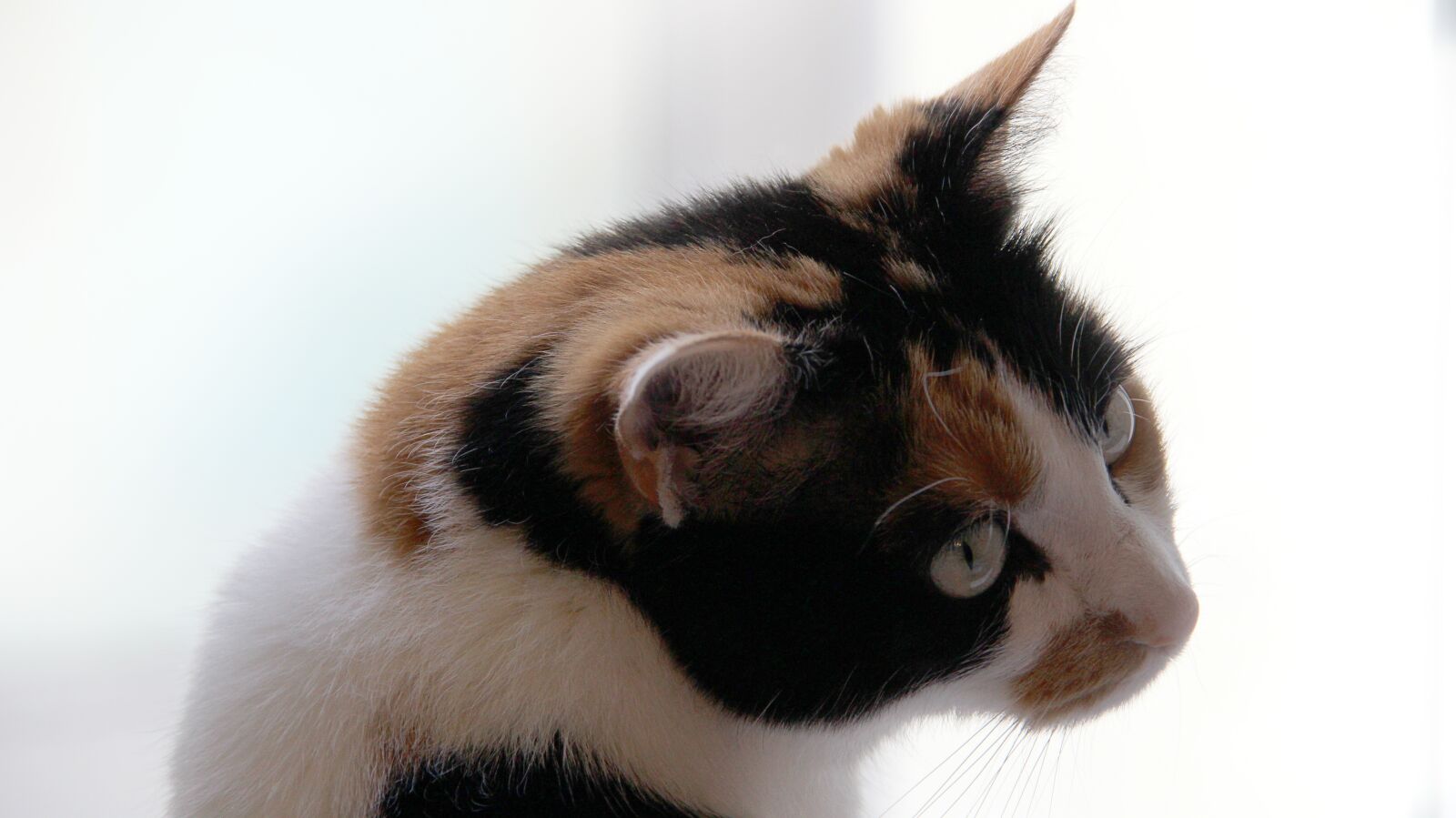 Canon EOS 600D (Rebel EOS T3i / EOS Kiss X5) sample photo. Cat, kitten, domestic cat photography