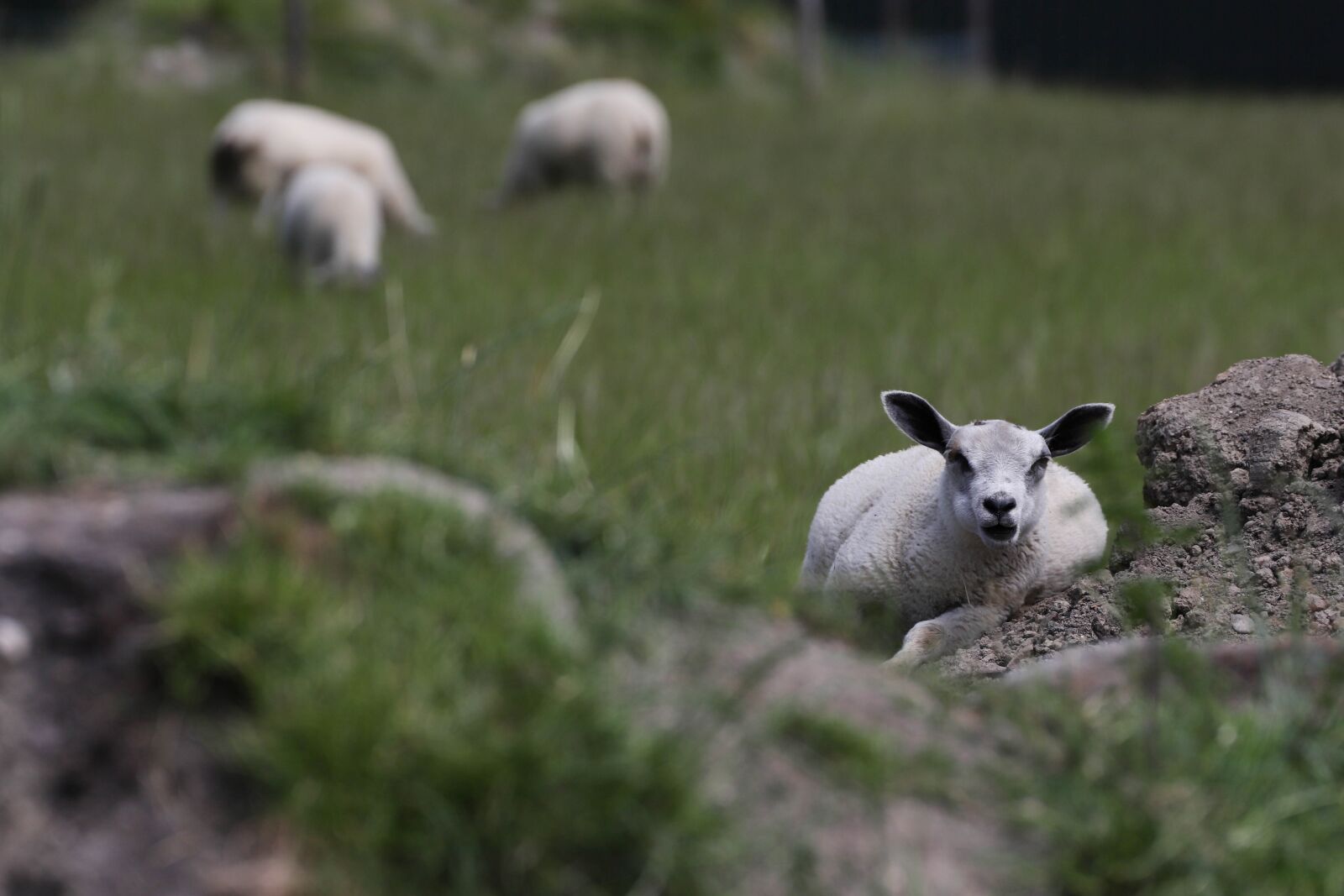 Canon EOS 6D Mark II sample photo. Sheep, countryside, landscape photography