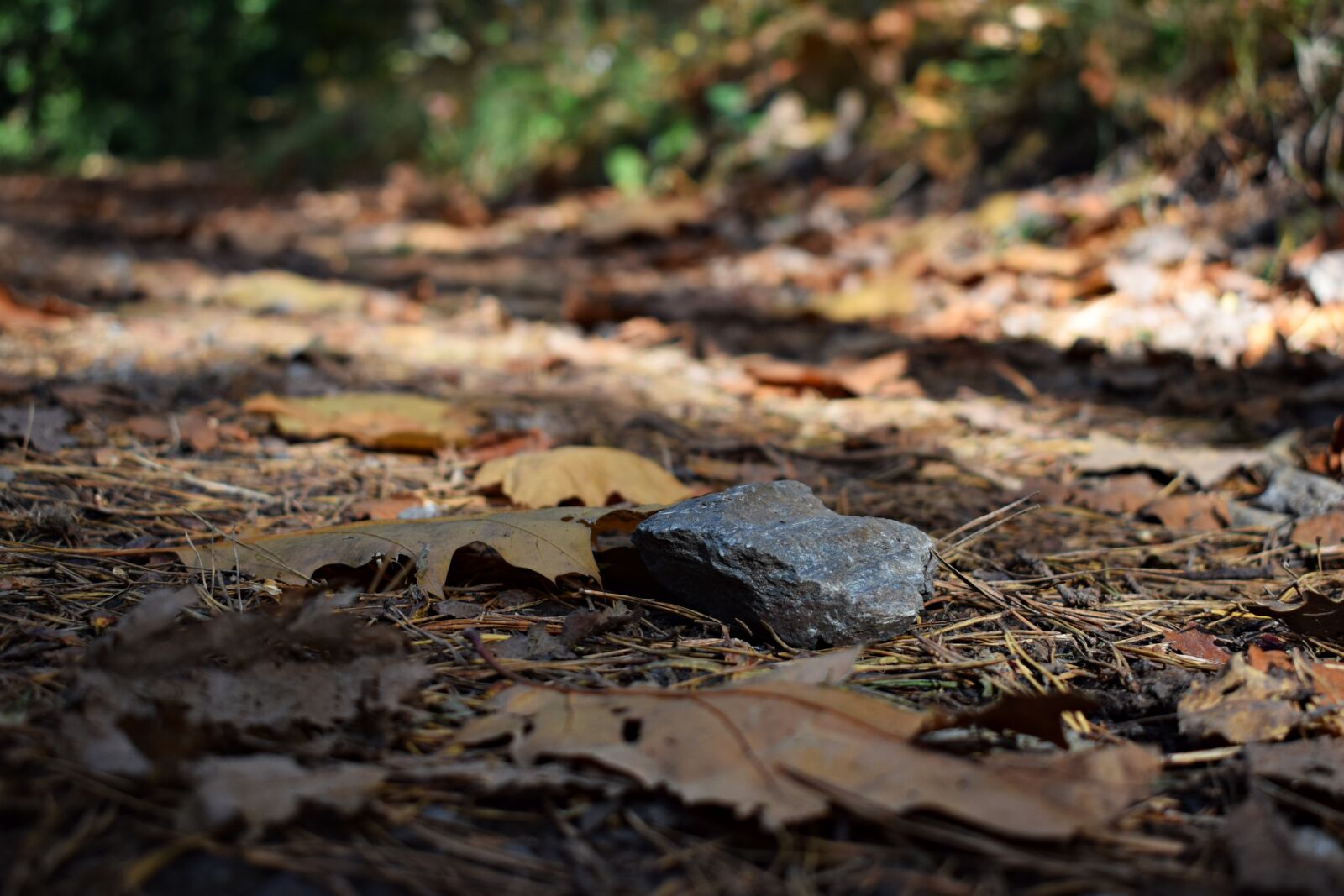 Nikon D3300 sample photo. Stone, forest, nature photography