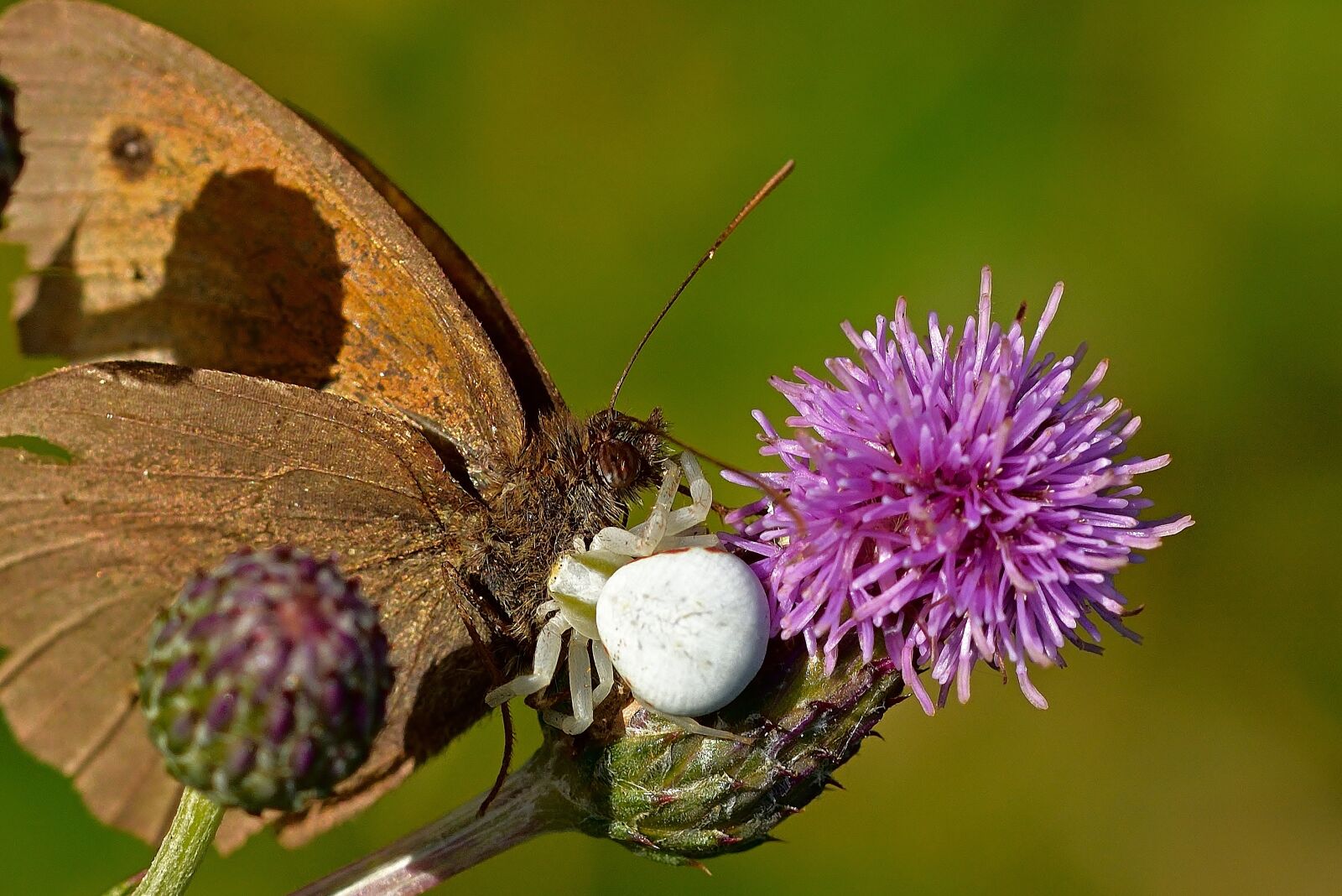 Nikon D5200 sample photo. Dorsata, butterfly, prey photography