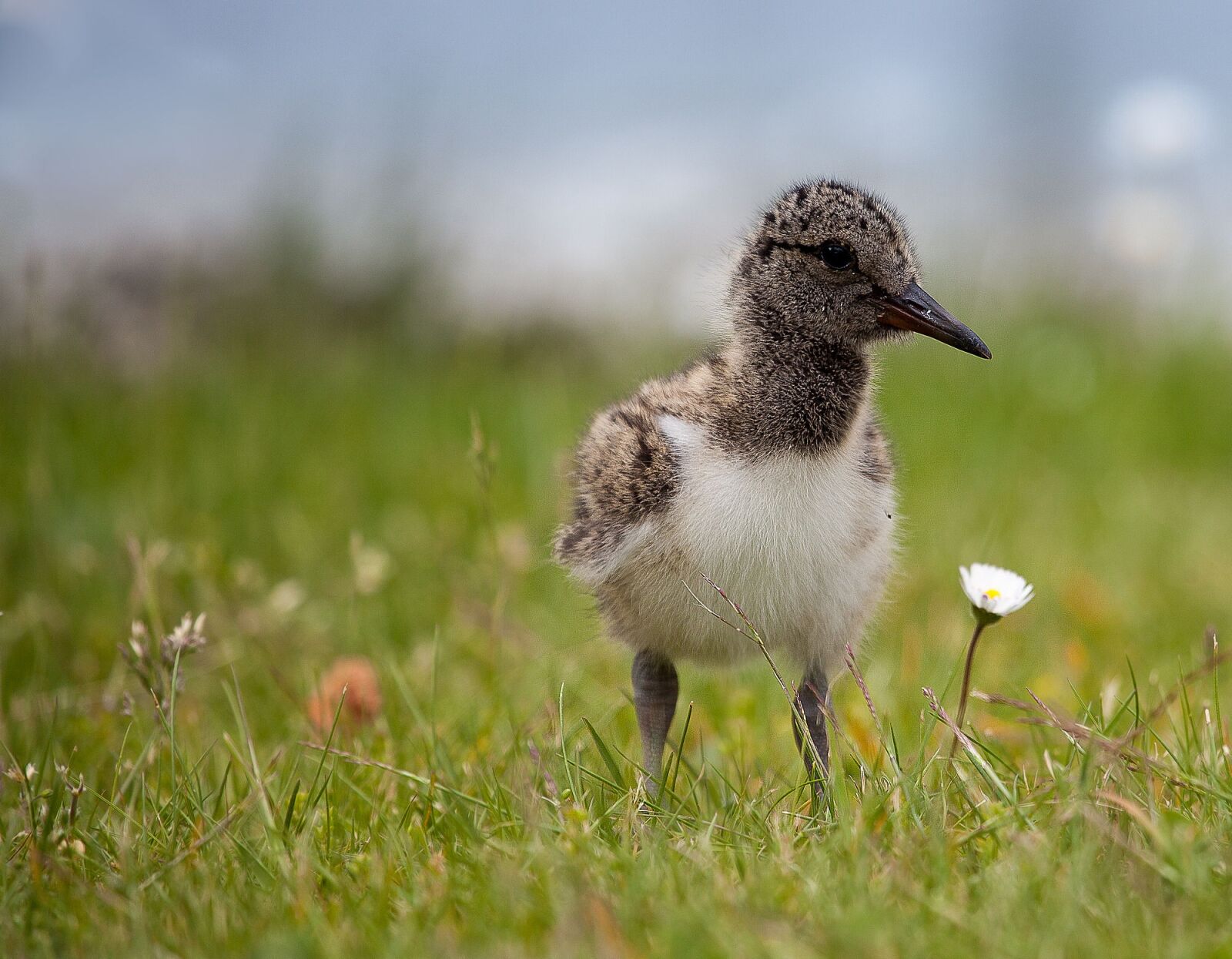 Canon EOS 5D Mark II sample photo. Oystercatcher, sea, water bird photography