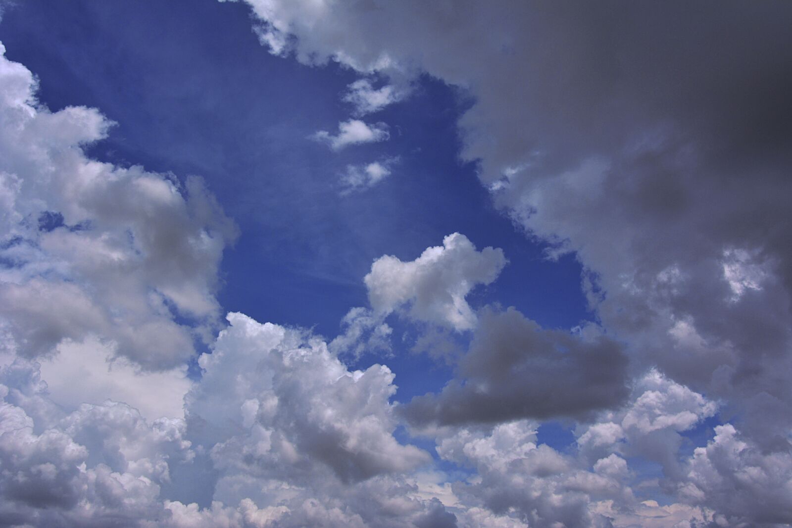 Nikon D7100 sample photo. Nature, summer, fluffy photography