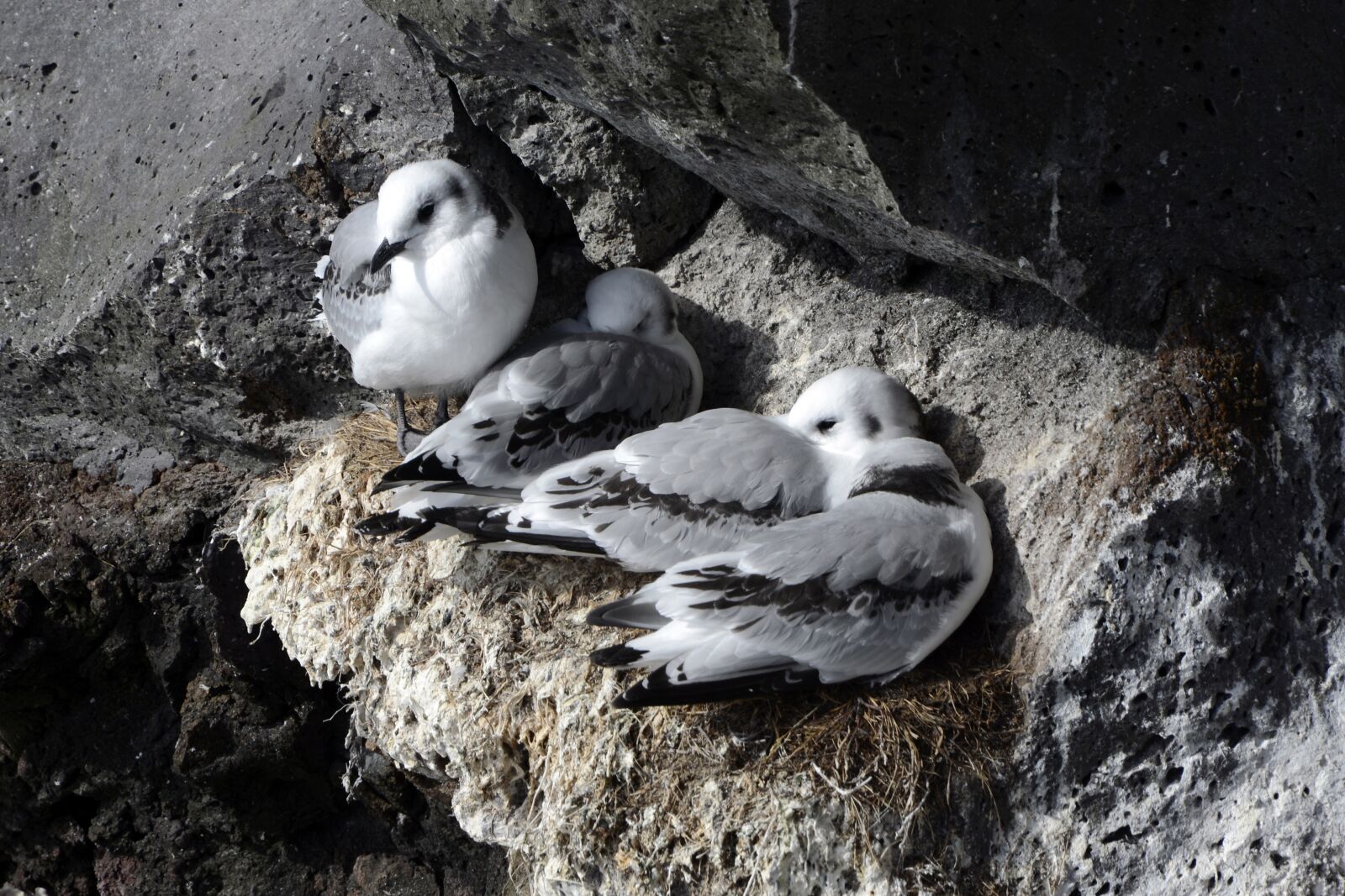 Nikon D7100 sample photo. Seagull, rock, bird photography