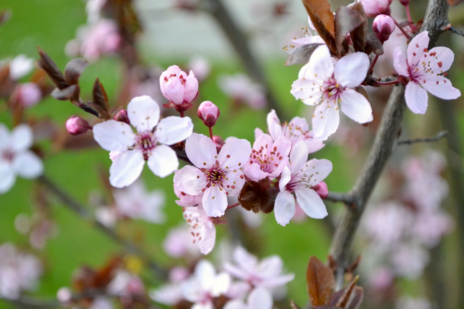 Nikon D3100 sample photo. Flowers, nature photography