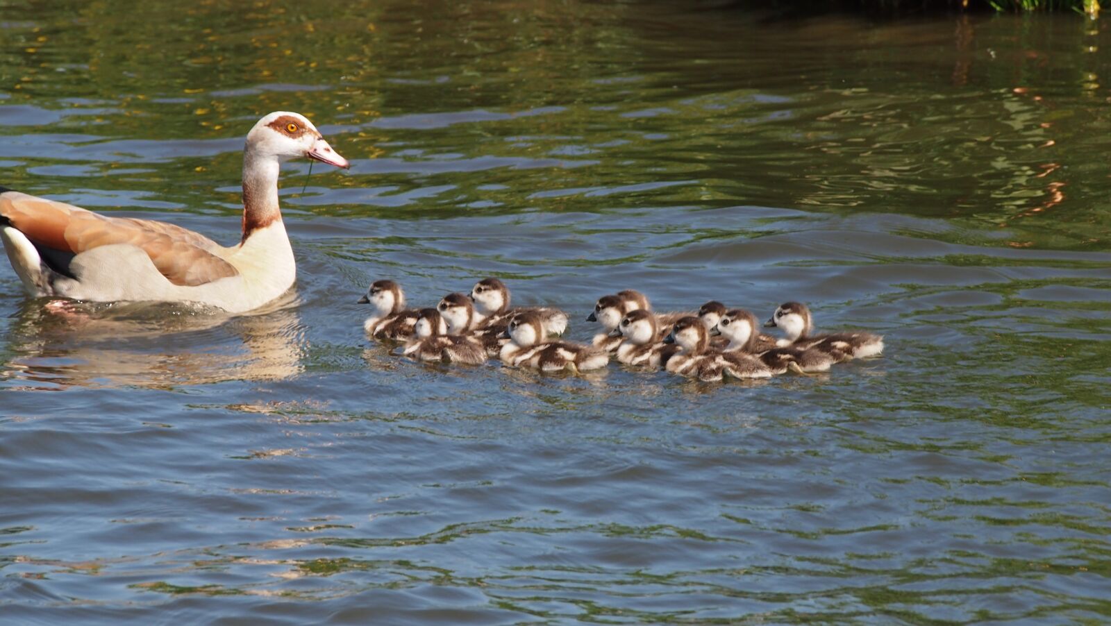 Olympus PEN E-PL3 sample photo. Netherlands, ducks, chicken photography