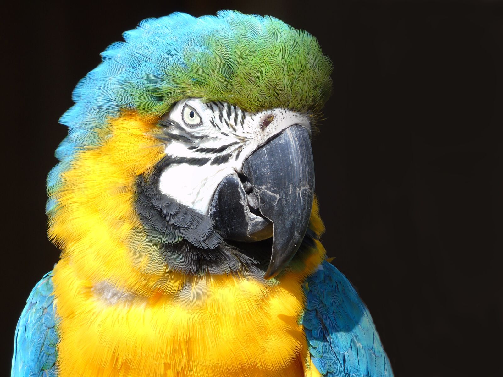 Sony Cyber-shot DSC-H400 sample photo. Parrot, macaw, feather photography