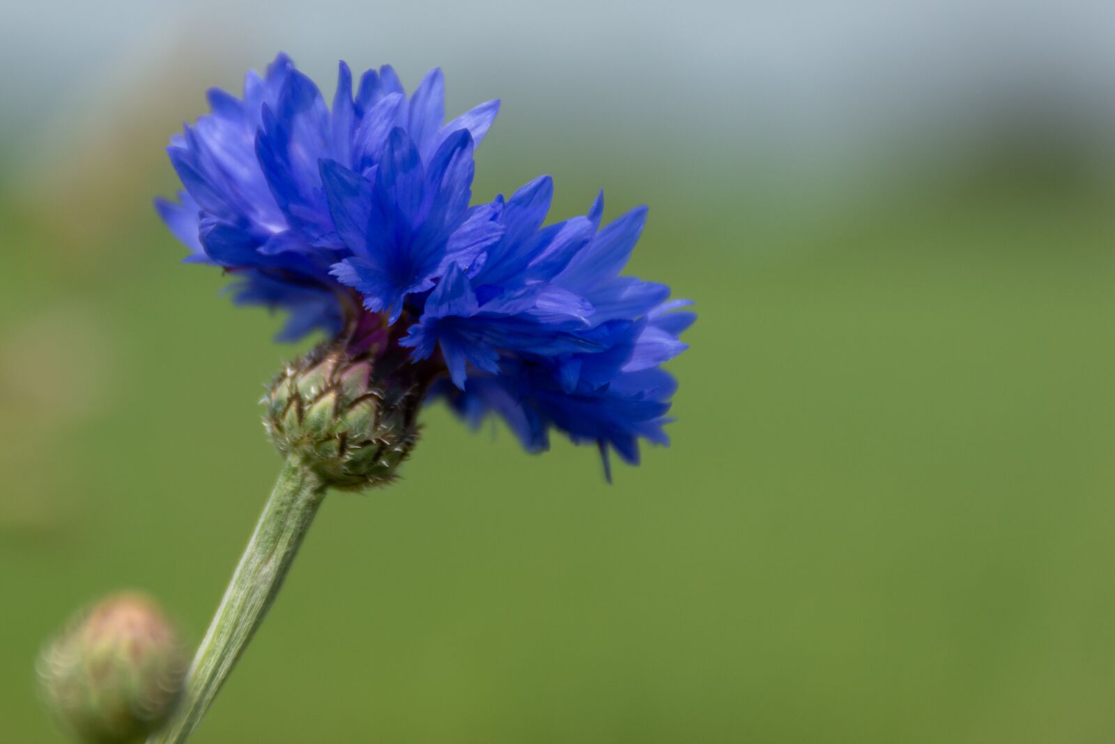 Nikon D7200 sample photo. Nature, flower, spring photography