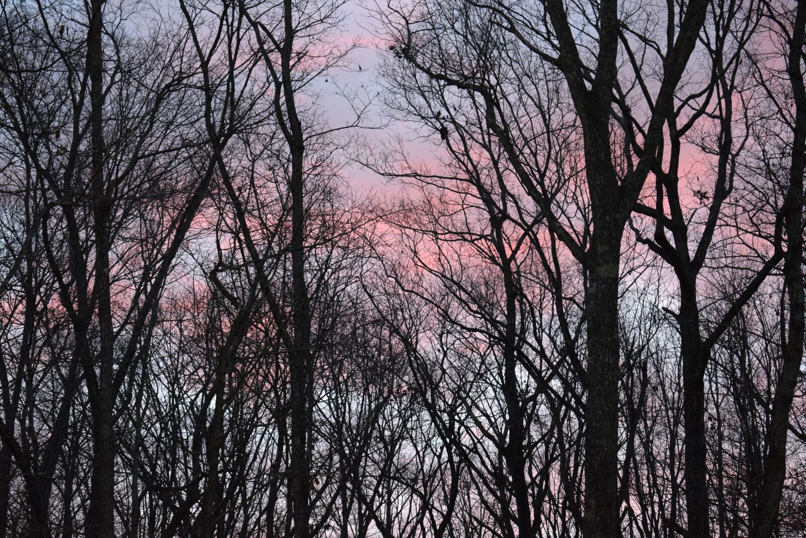 Nikon D3300 sample photo. Sunrise clouds through trees photography